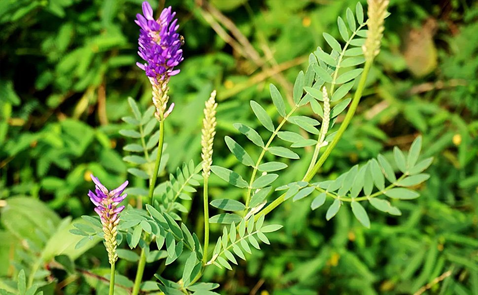 Astragalus bulk herb