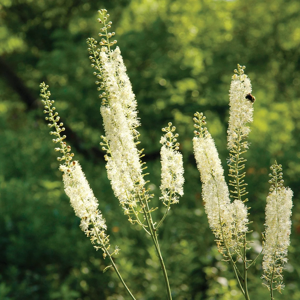 Back Cohosh bulk herb