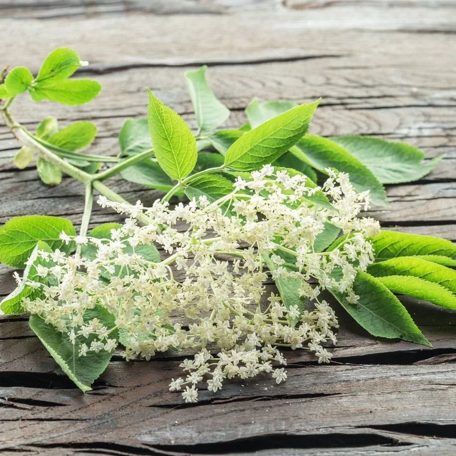Elderflower Root bulk herb