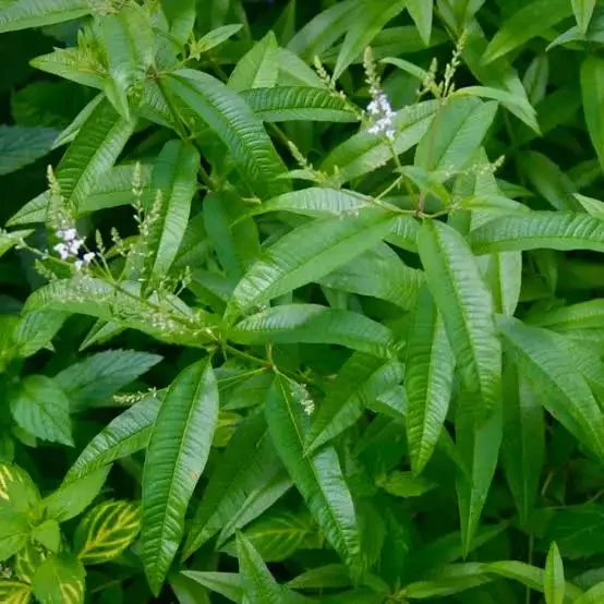 Lemon Verbena Hydrosol