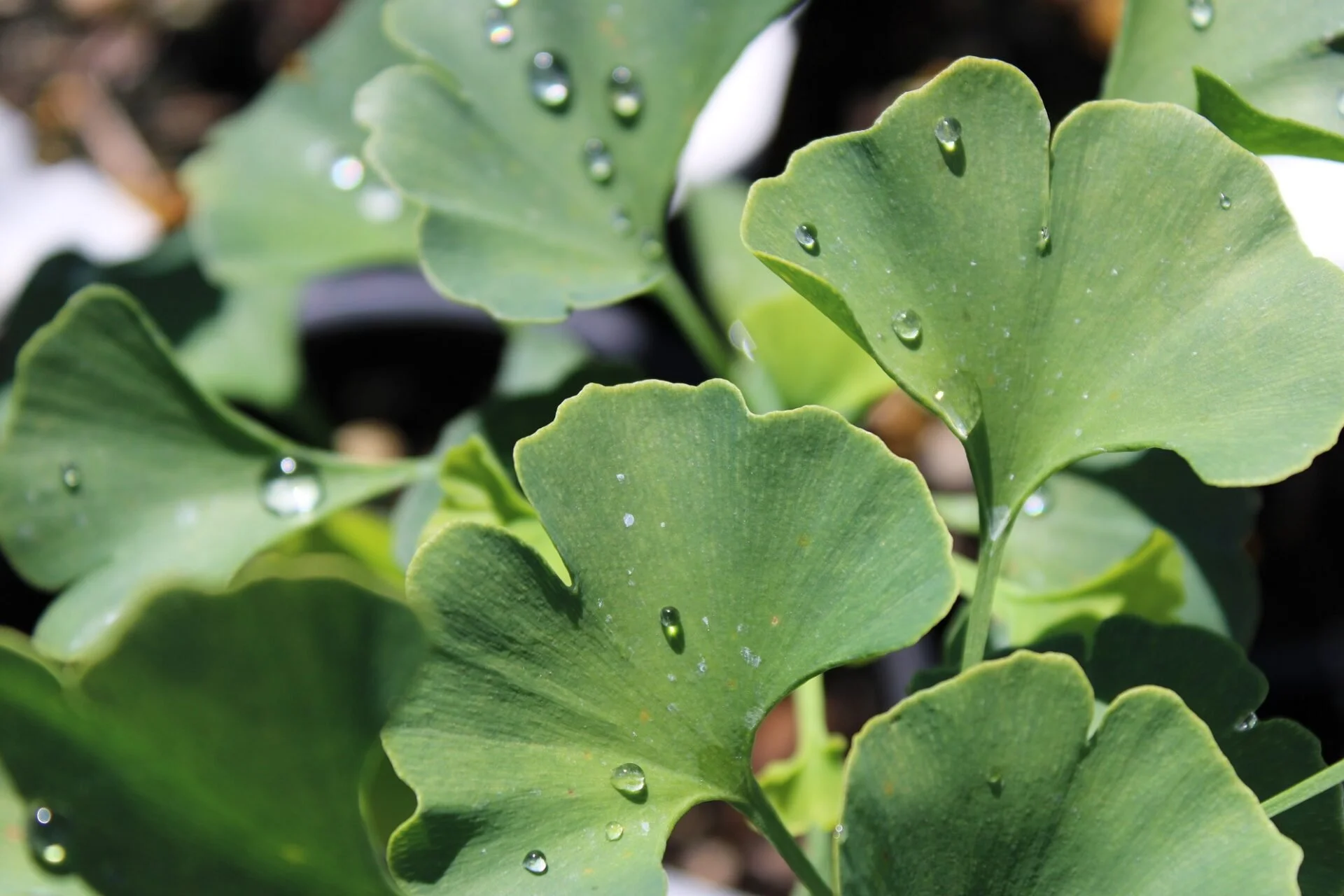 Ginkgo Biloba bulk herb