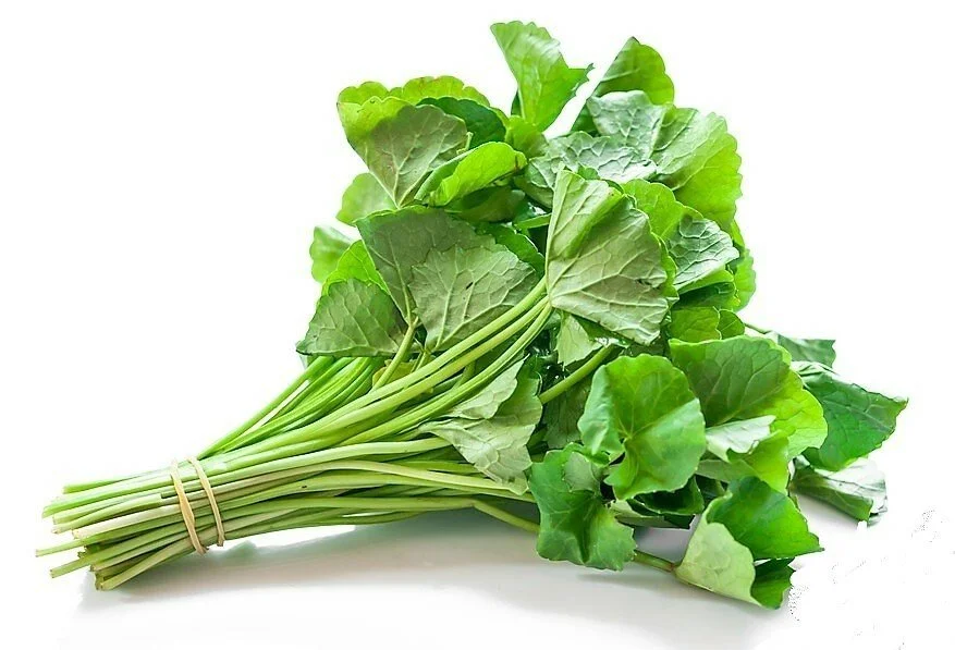 Gotu Kola bulk herb
