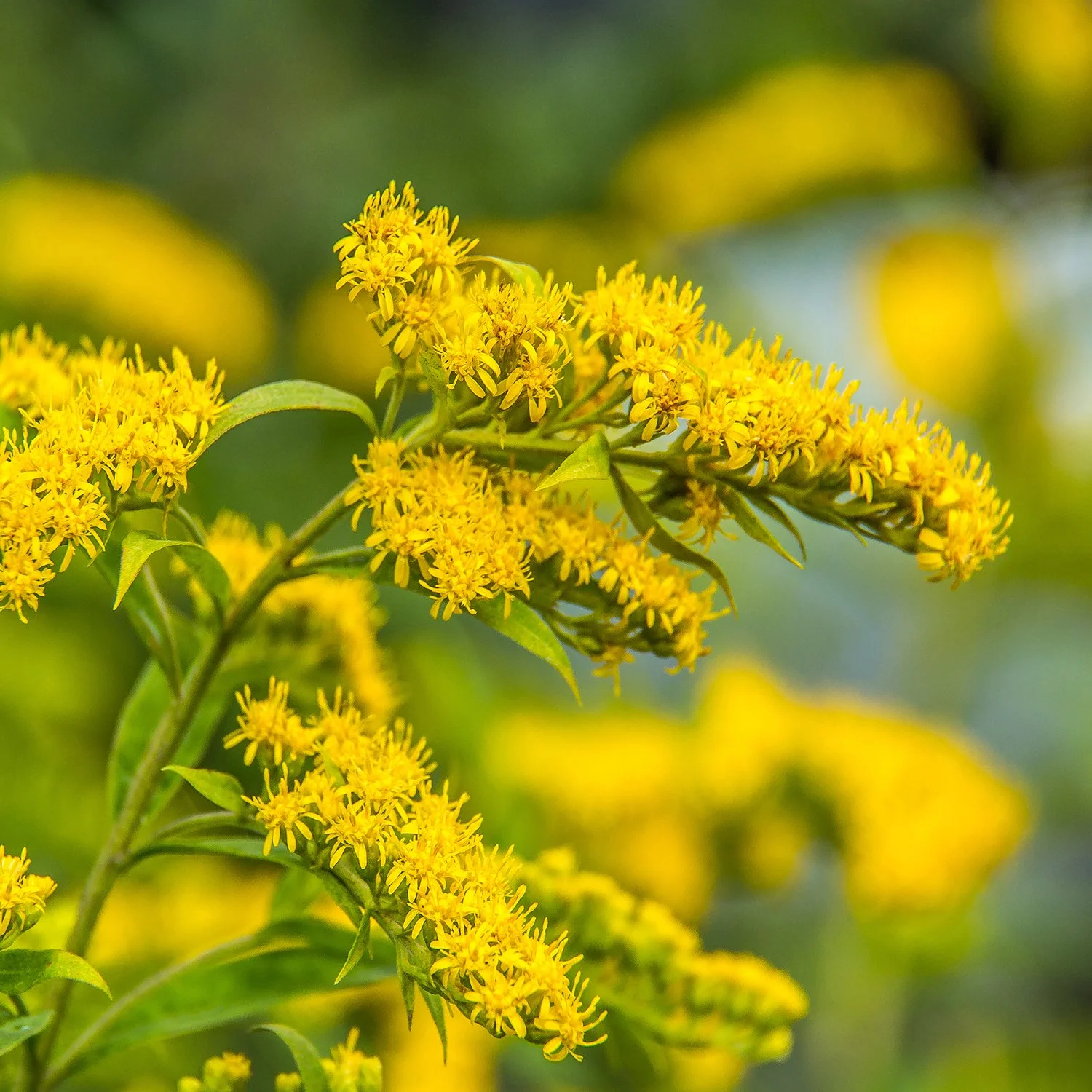 Goldenrod bulk herb