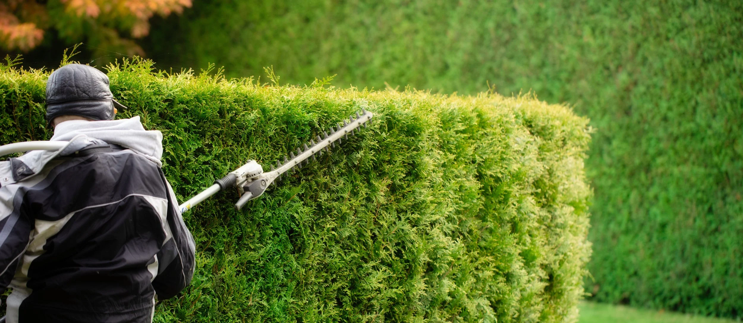 Hedge Cutting — Bluebell & Robin Gardens