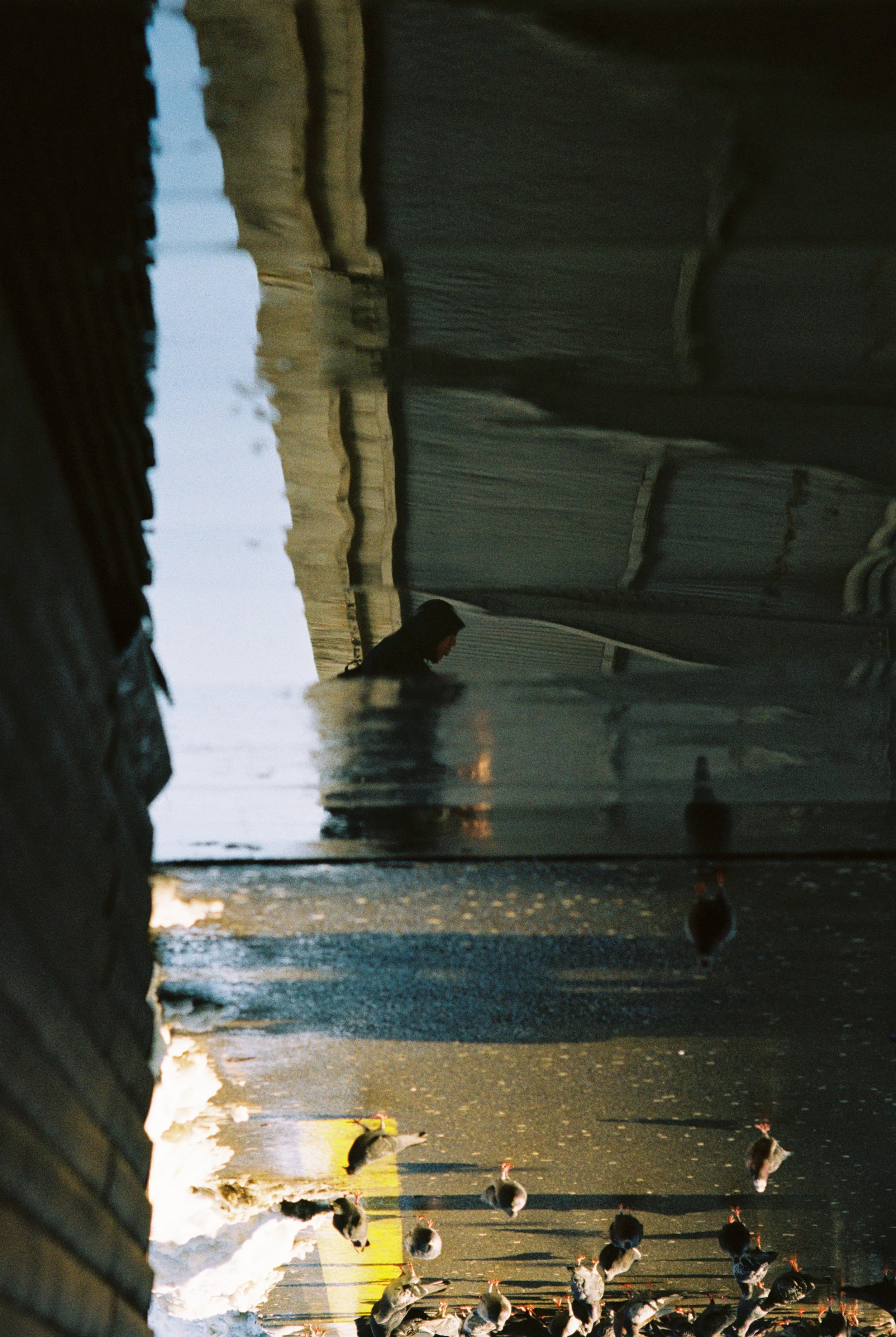 Person standing beside a canal or waterway with ducklings swimming nearby, with buildings and a bridge reflected in the water.