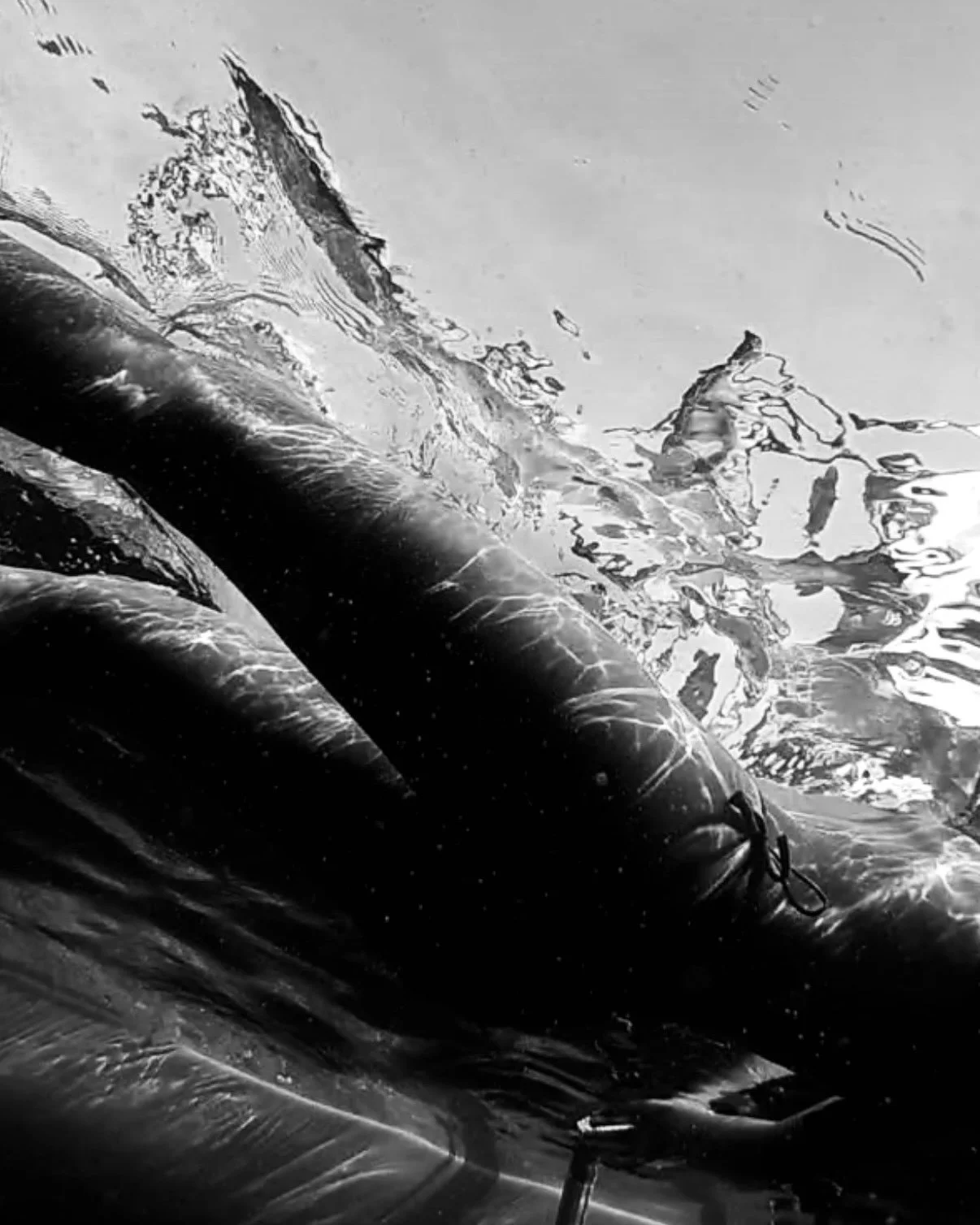 Black and white photo of two people in black wetsuits with flippers, swimming in water, possibly snorkeling or scuba diving.