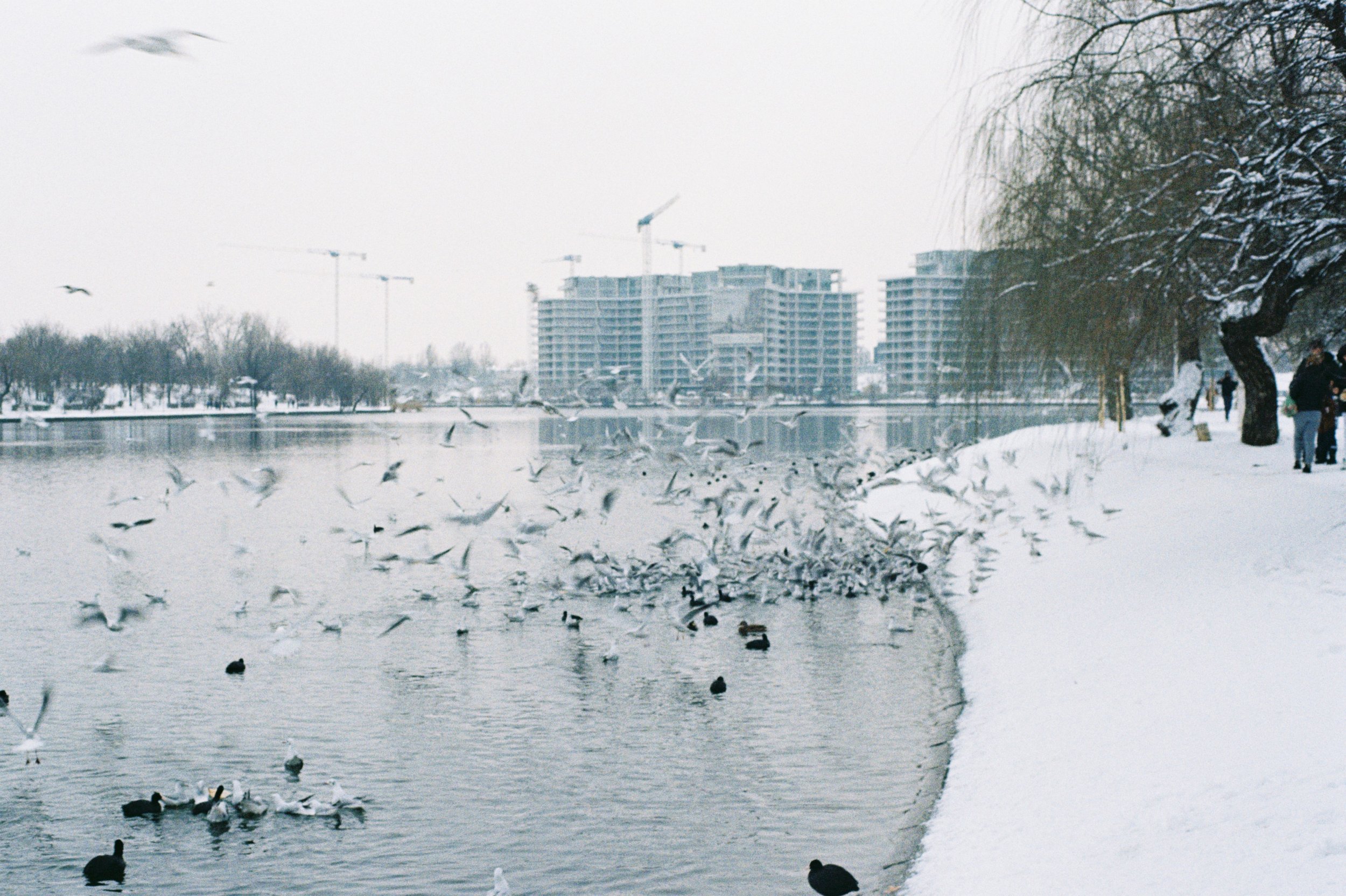 Snow-covered park with ducks swimming in the water and birds flying overhead, with tall buildings and construction cranes in the background.