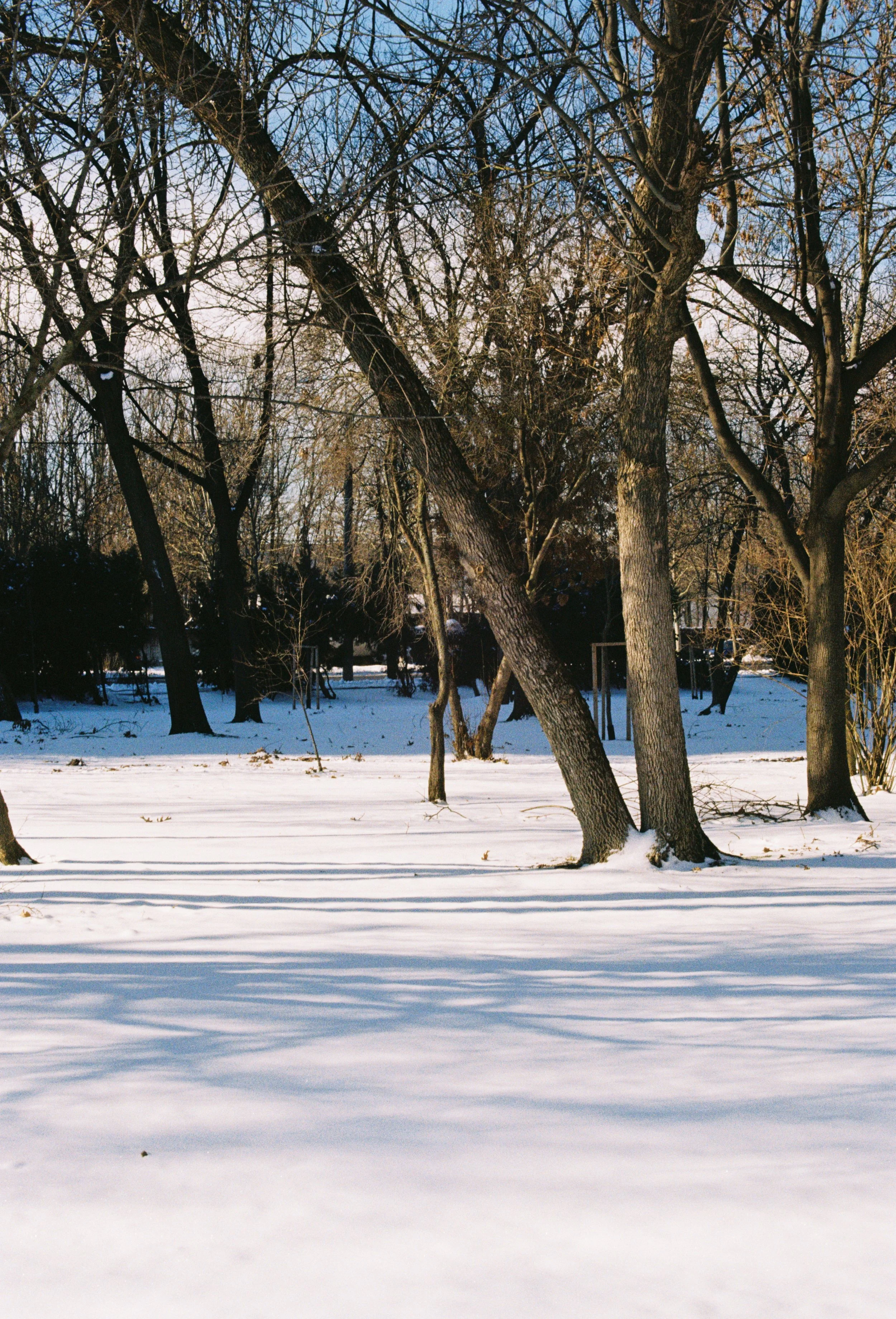 Snow-covered park with leafless trees and a clear blue sky.