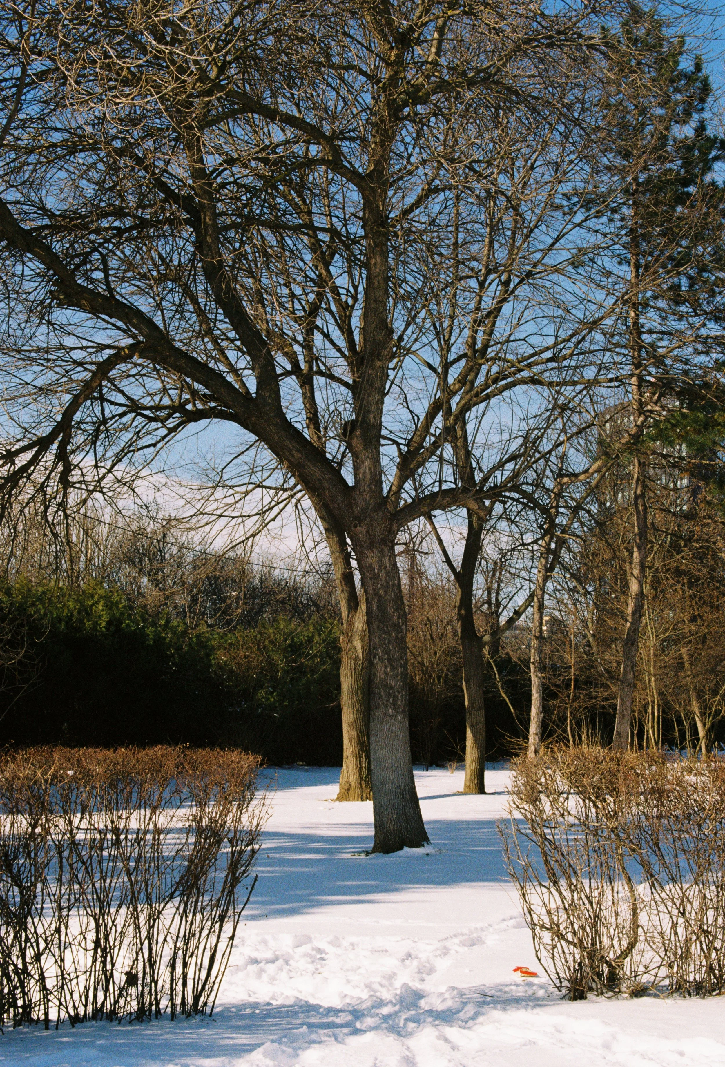 Snow-covered ground with leafless trees and bushes under a blue sky.