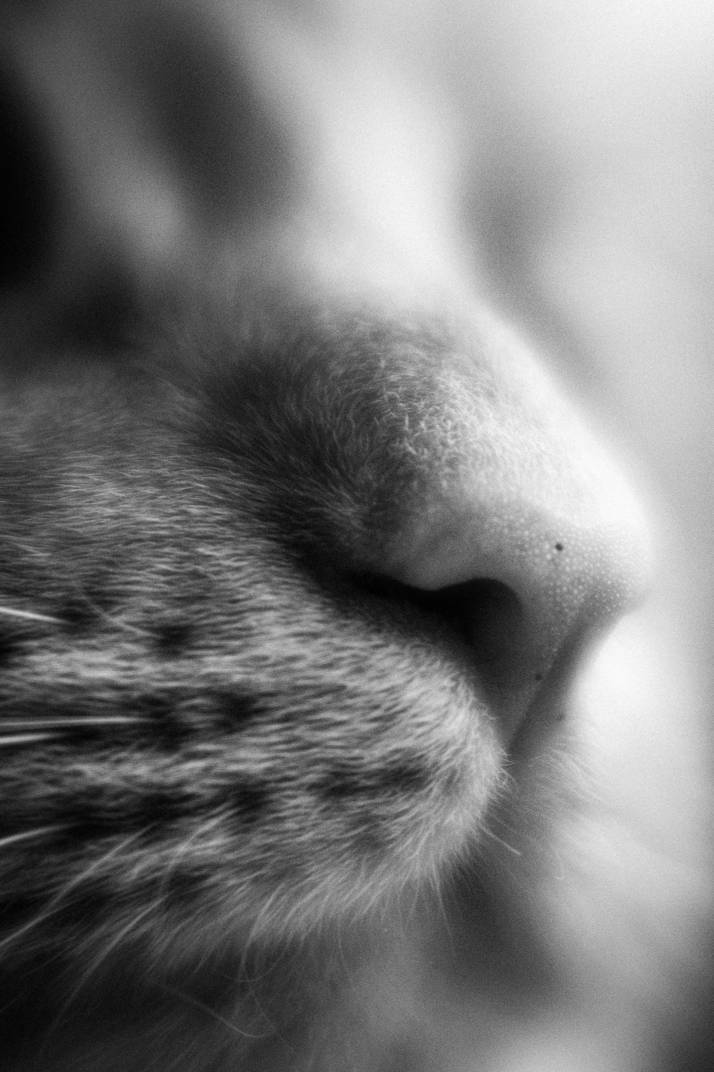 Close-up of a cat's nose and whiskers in black and white.