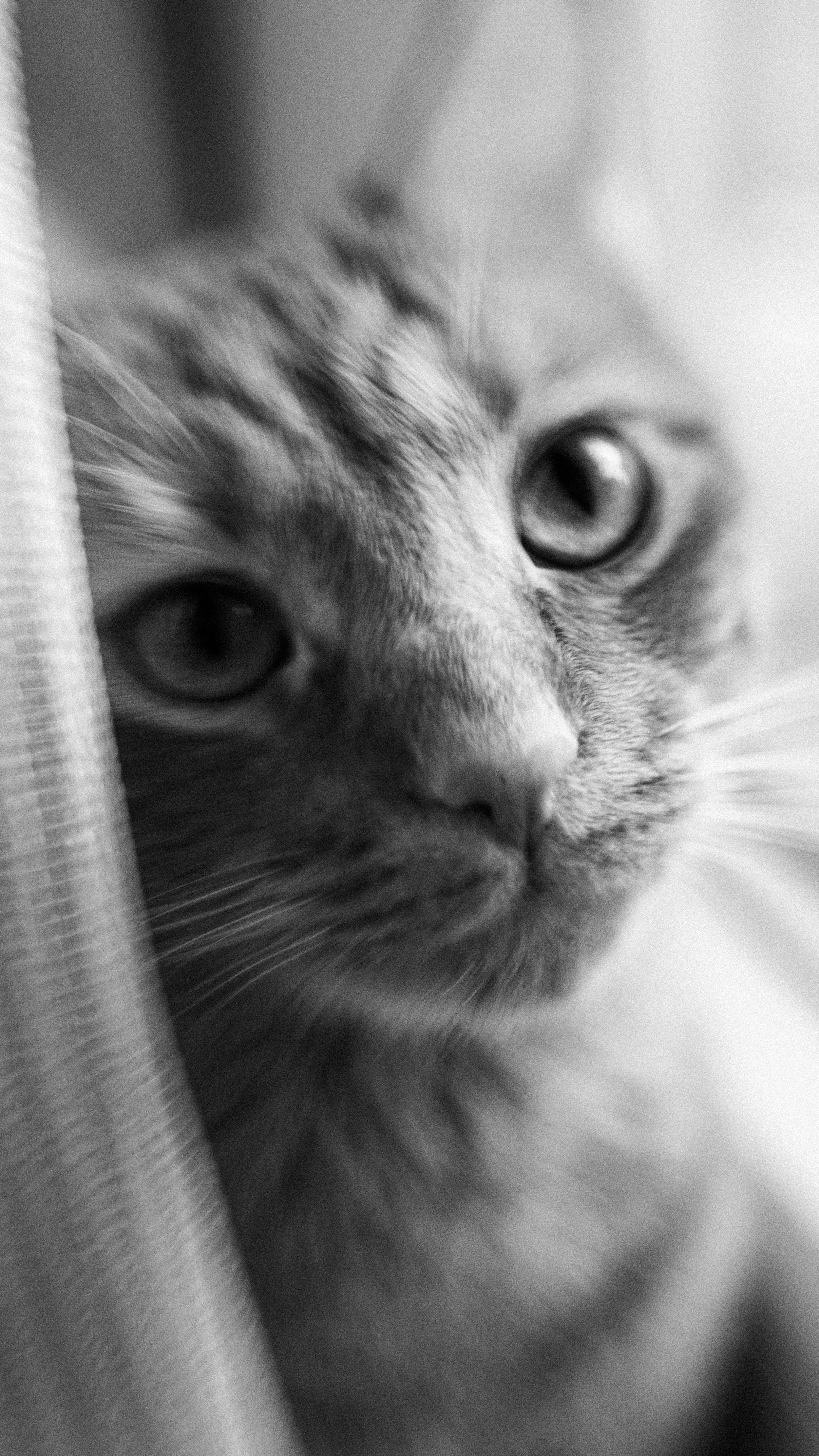 Close-up black and white photo of a cat's face peeking from behind a curtain.