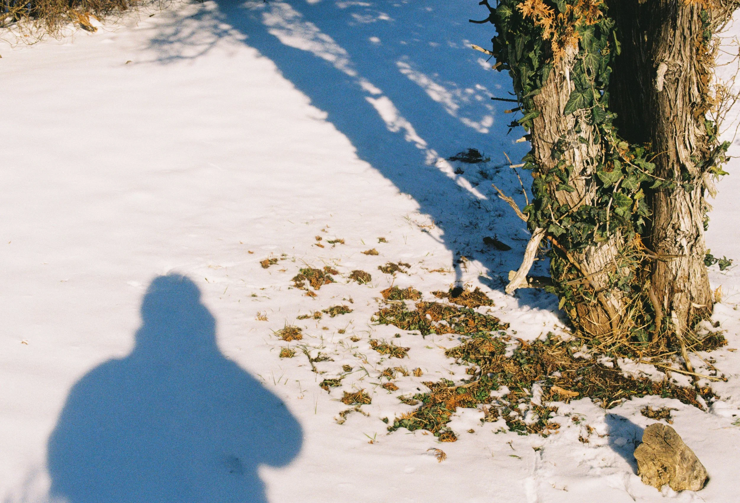 Snow-covered ground with a tree trunk wrapped in ivy, casting a shadow, along with the shadow of a person taking the photo.