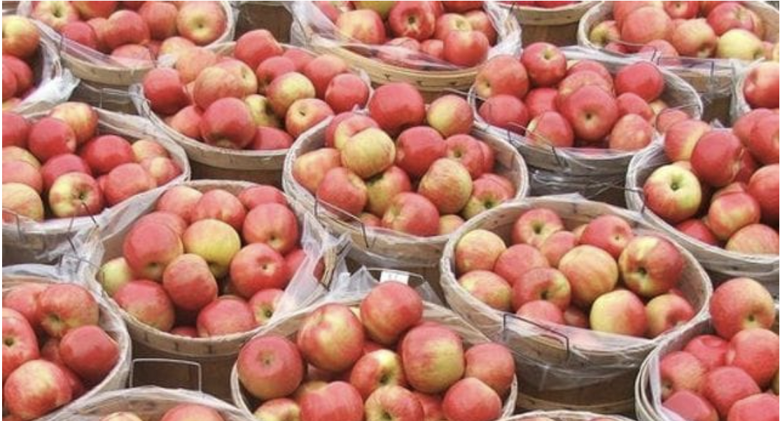 27th Annual Bellaire Harvest Festival