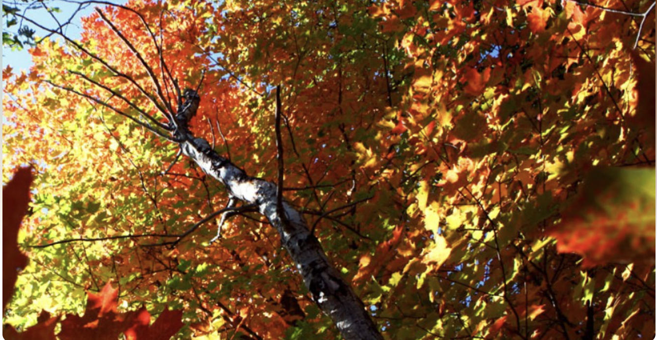Peepers Program: Terrific Trees