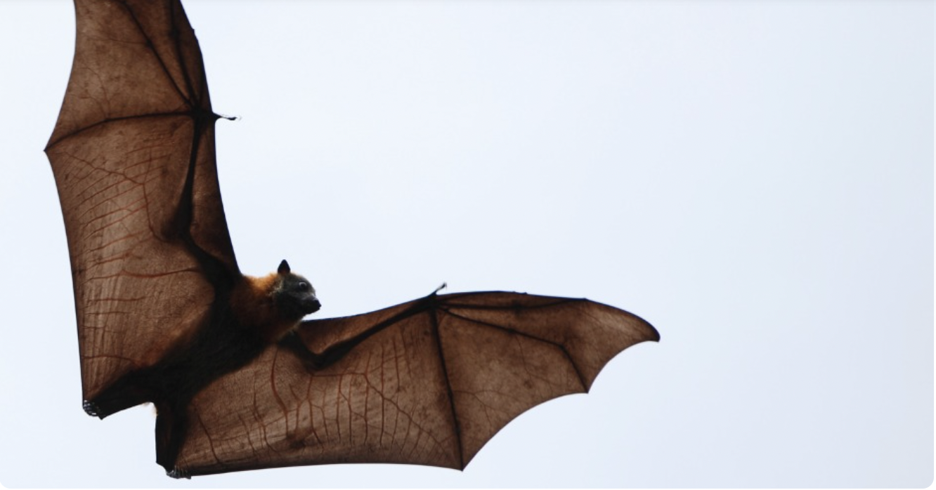 Peepers Program: Brilliant Bats
