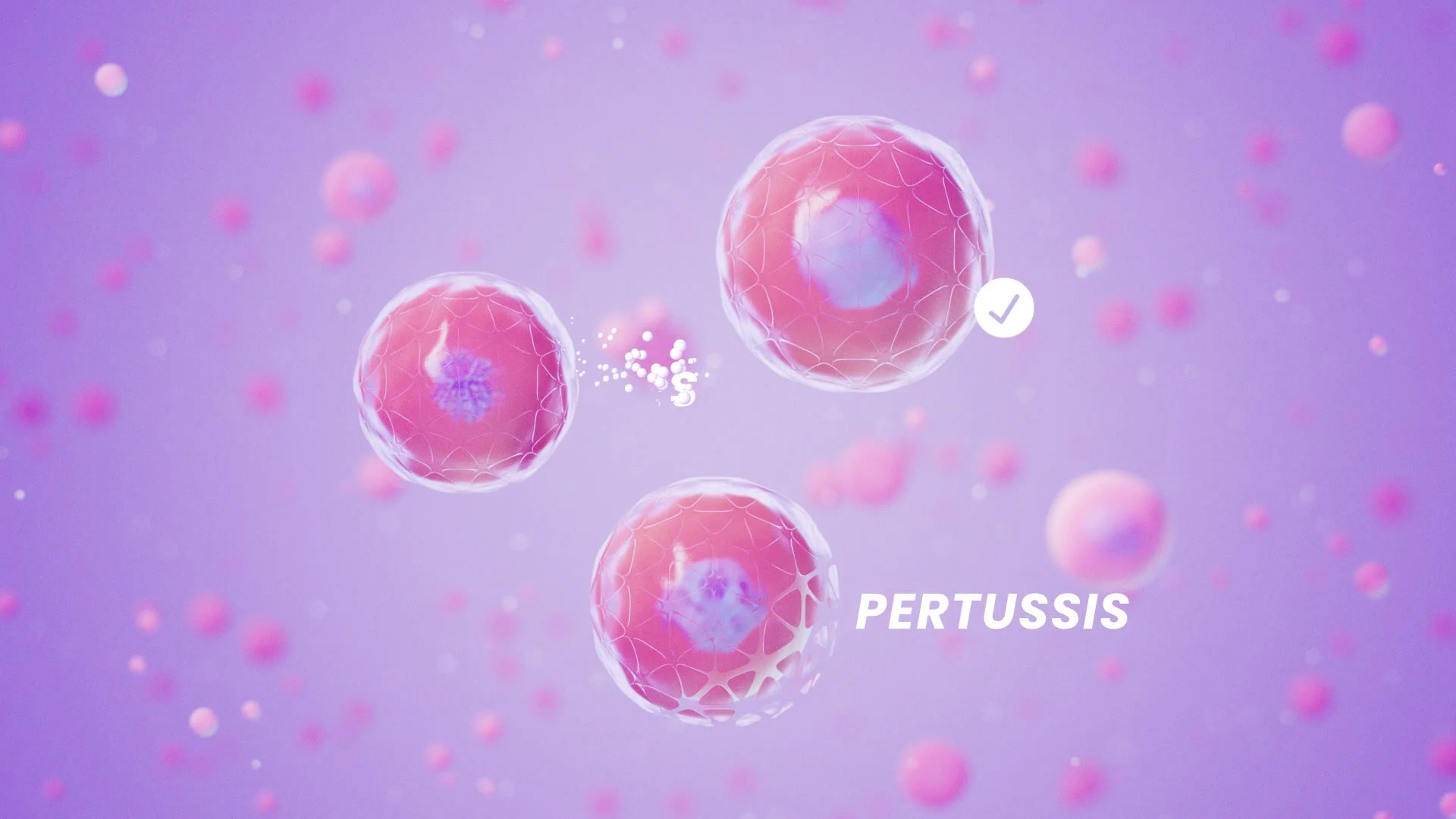 Digital illustration of cells labeled 'Pertussis' in a purple background, depicting the bacteria causing whooping cough.