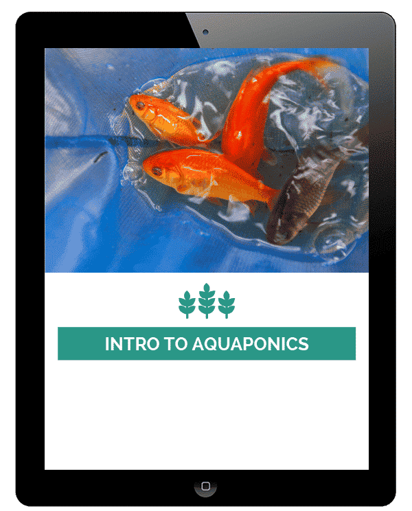 Mini-Intro-To-Aquaponics.png
