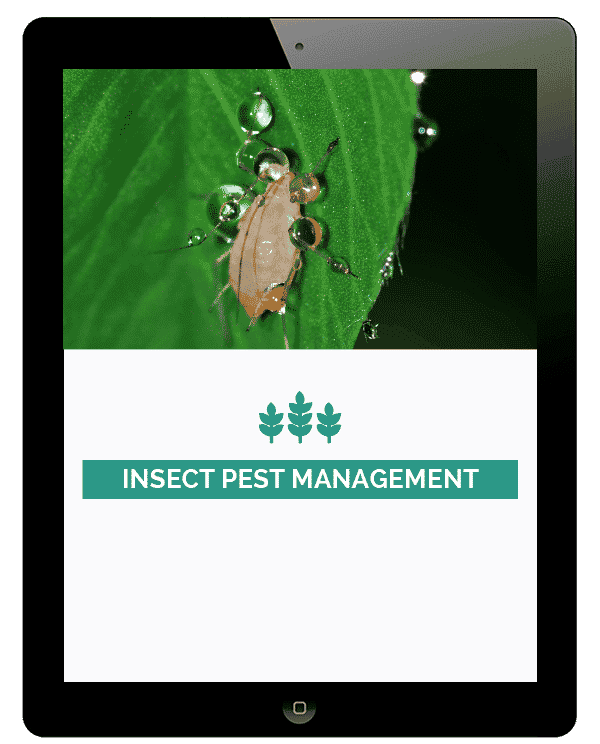 Insect-Pest-Management-1.png