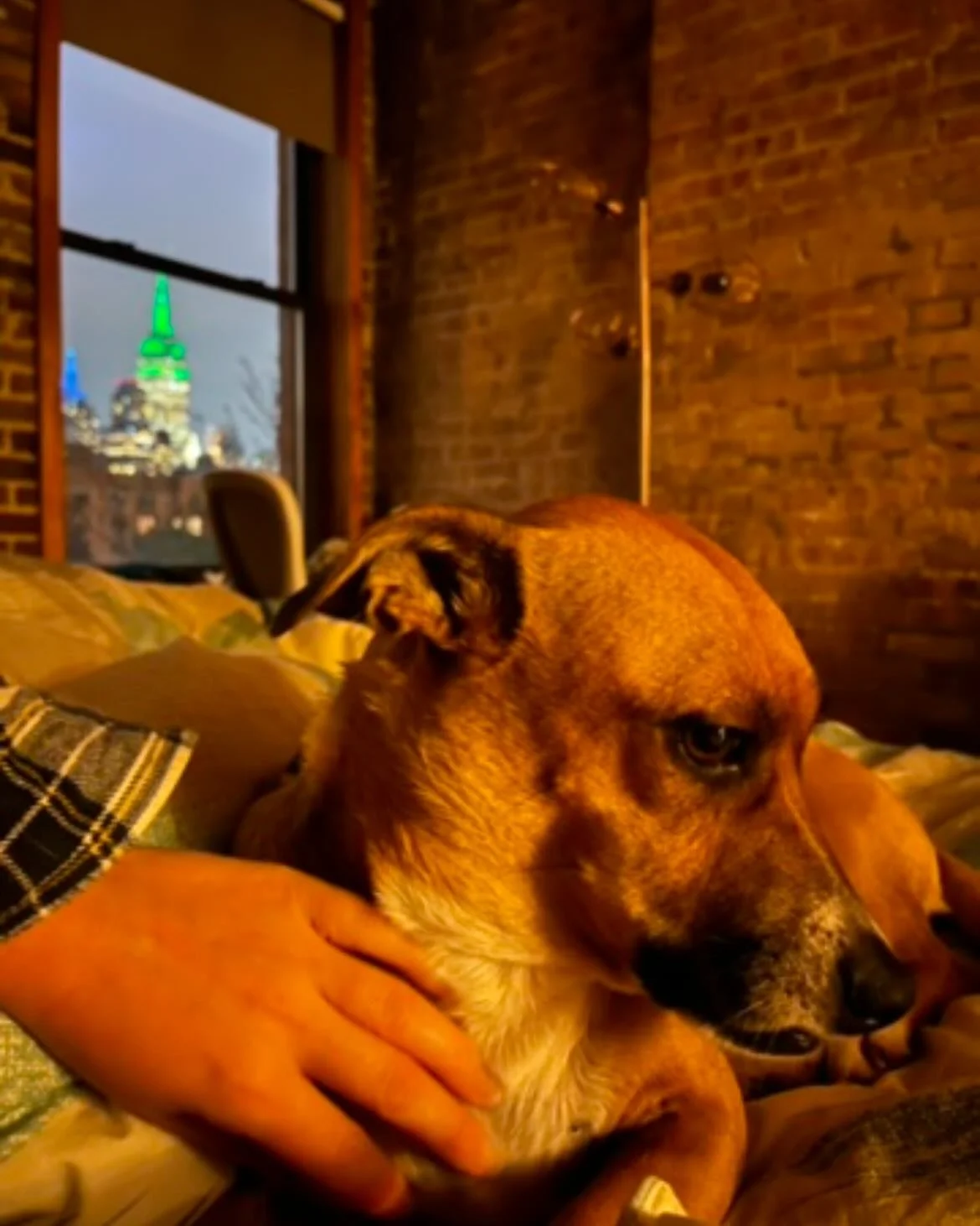 Cheers to 3 years with Digby! When I first &ldquo;spontaneously adopted&rdquo; you from that kill shelter, with 3 days left to live, I had no idea how much you would change my life. You&rsquo;ve brought endless love, grounding, comfort daily, and&mda