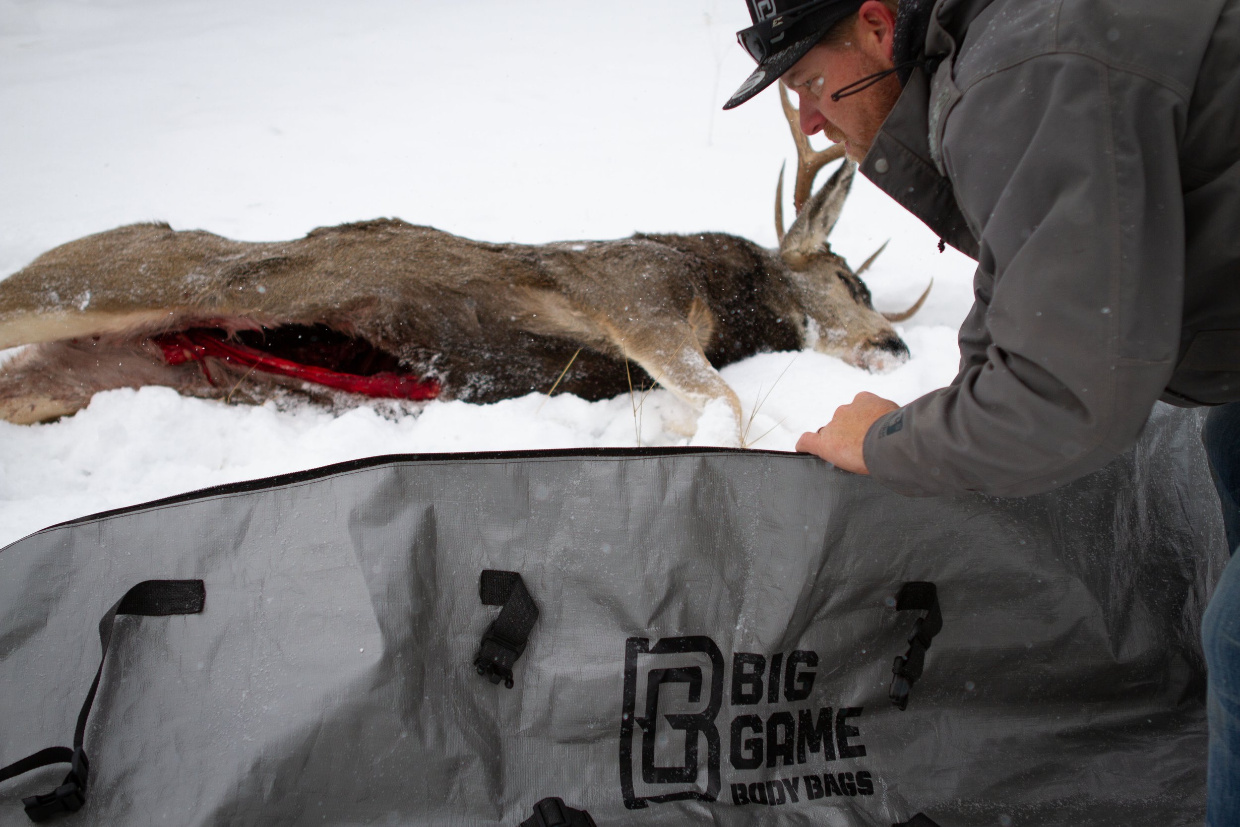 Winter Mule Deer
