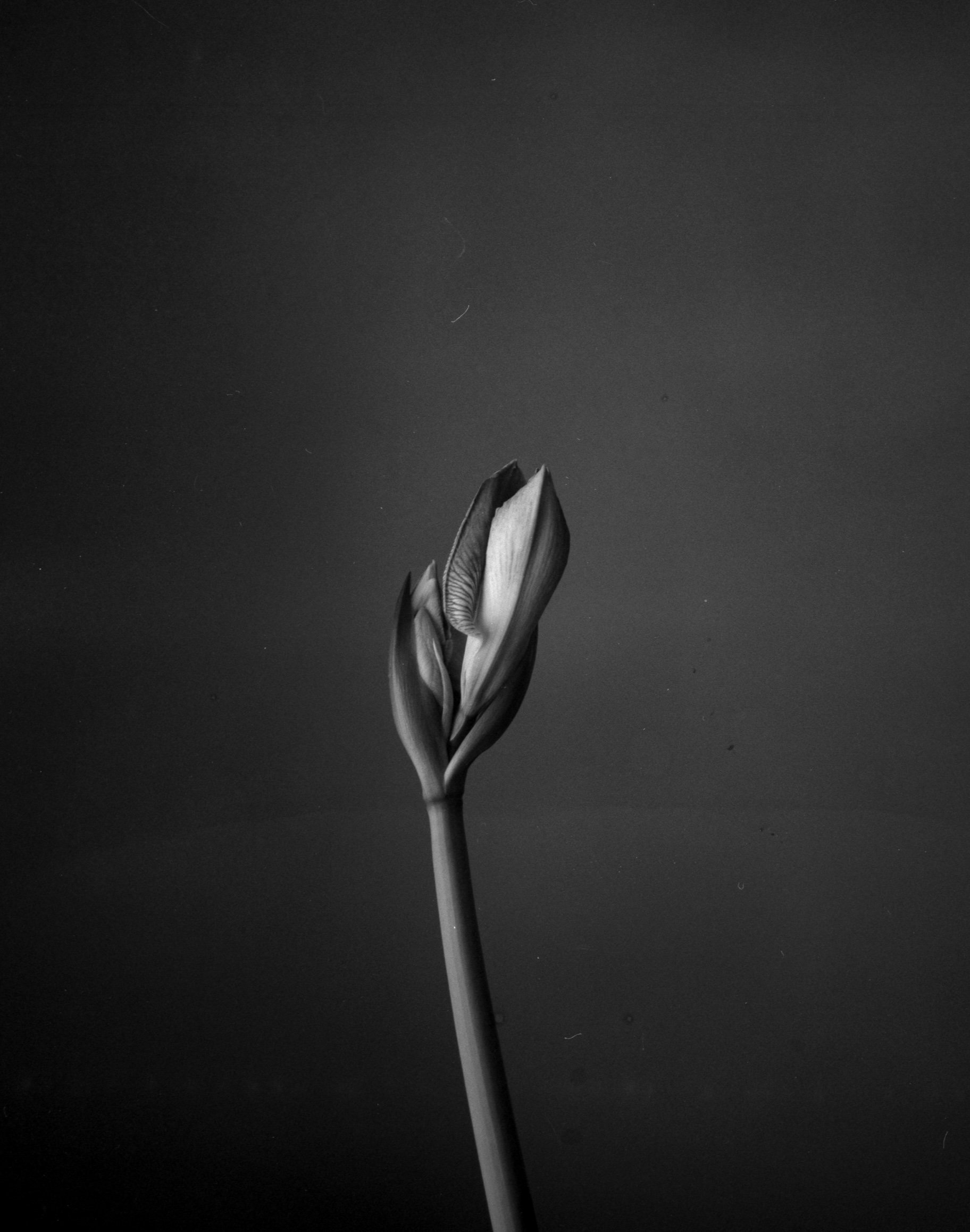 flower_still_life_merimaagovic.jpg
