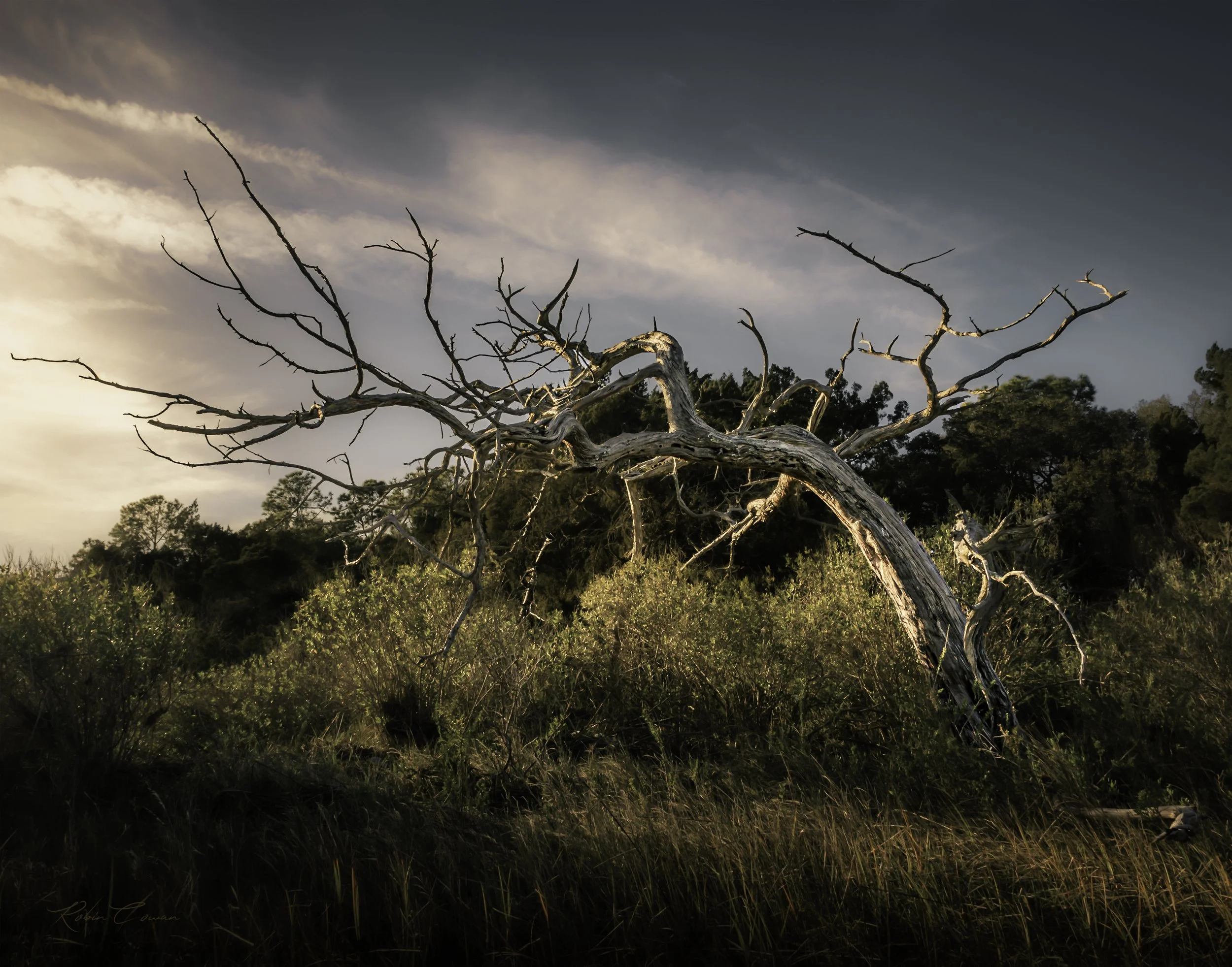 Driftwood_Intercoastal_RobinCowan_ST5597.jpg