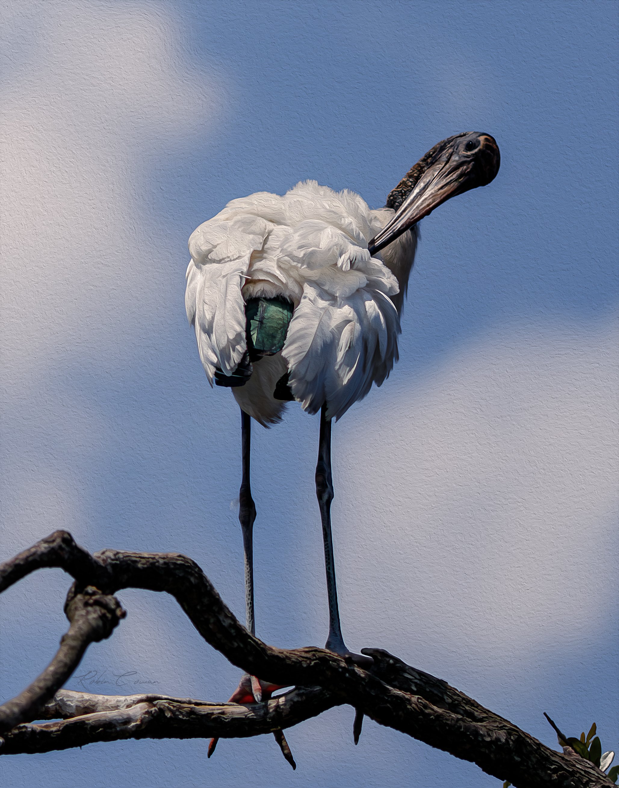 Zoo_Wood Stork_Robin Cowan_S0925 copy.jpg
