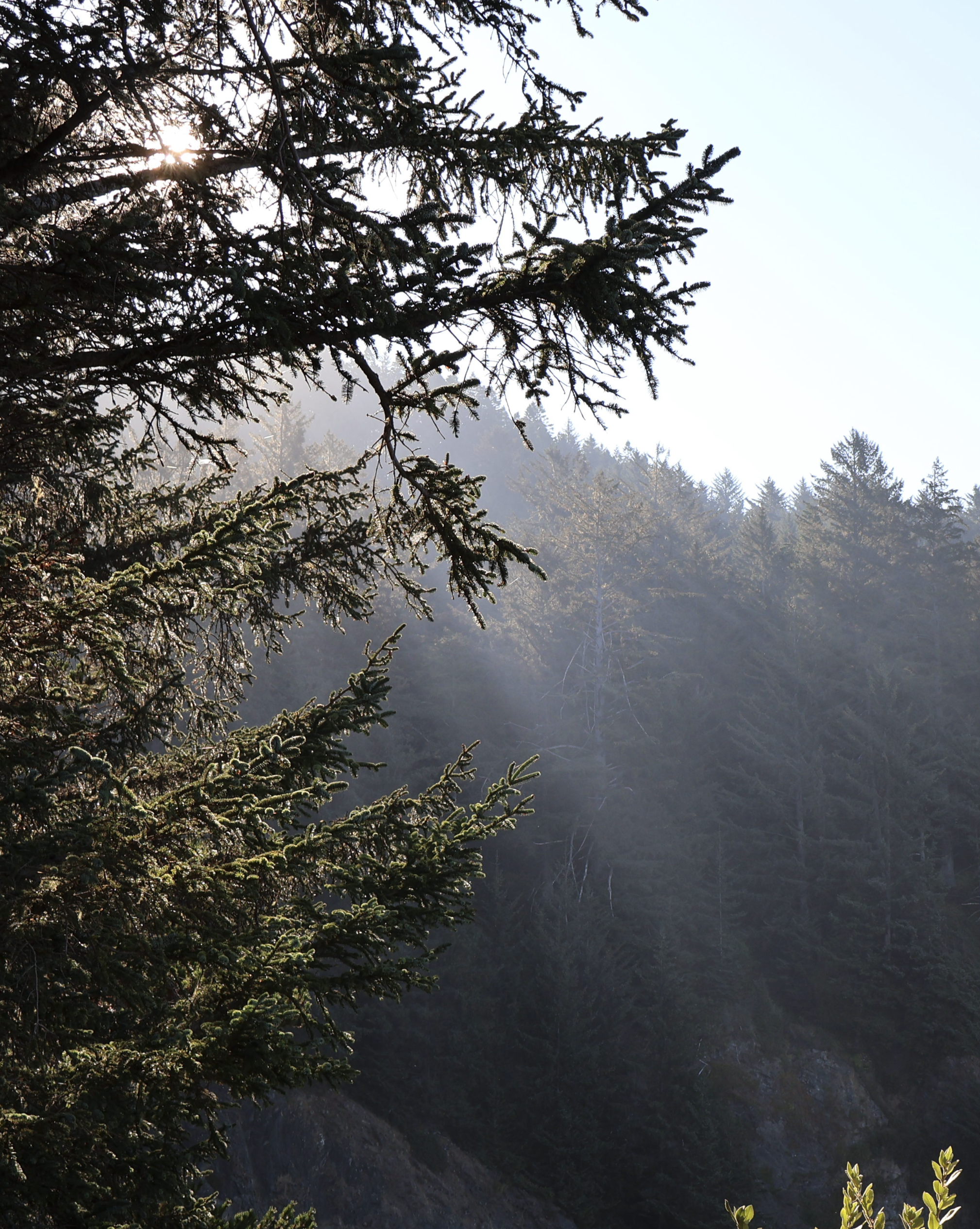 Screenshot 2026-01-13 at 10.01.35 AM.png