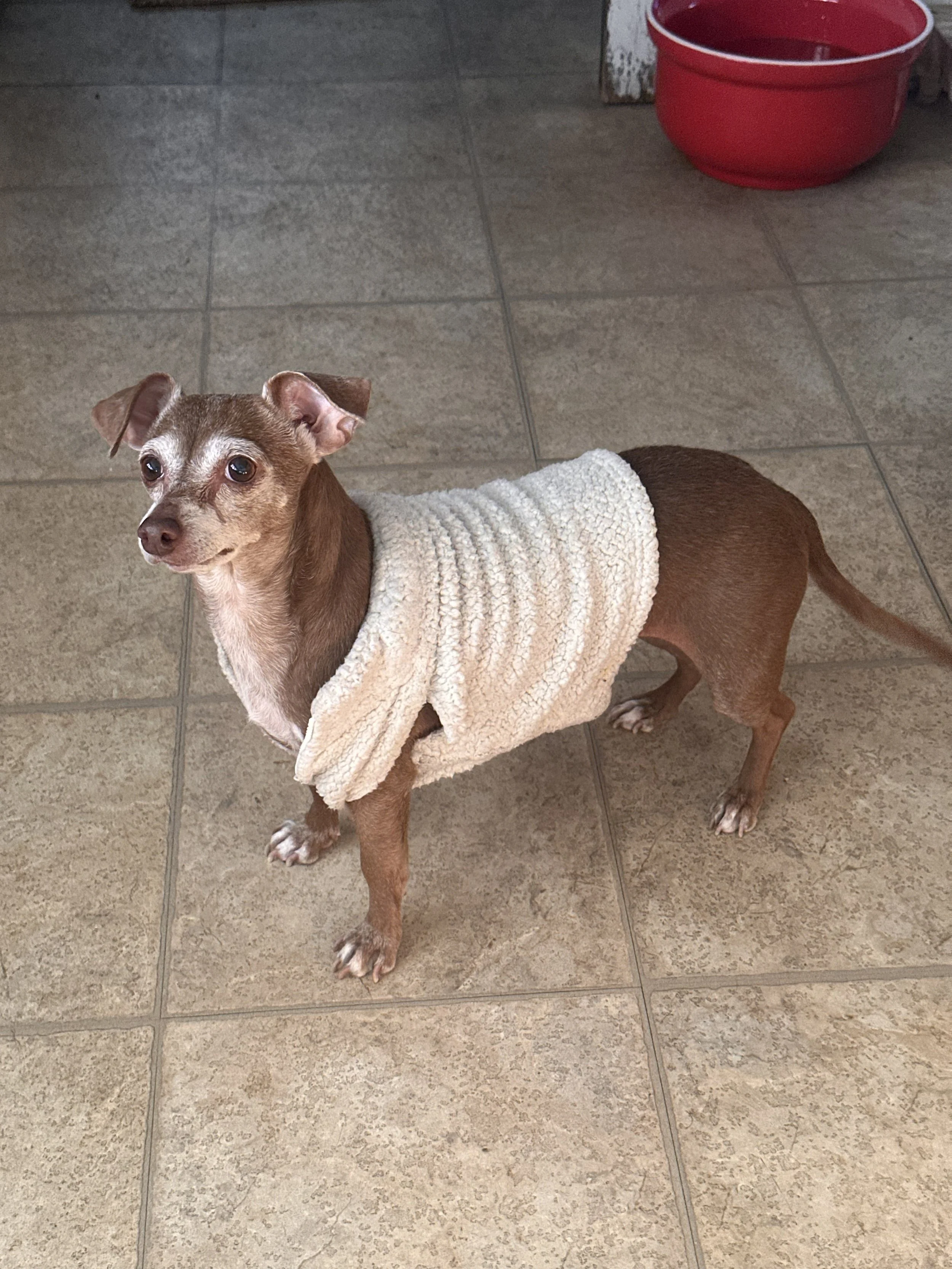 Tina, Dag Larson's elderly dachshund chihuahua mix, in her sweater