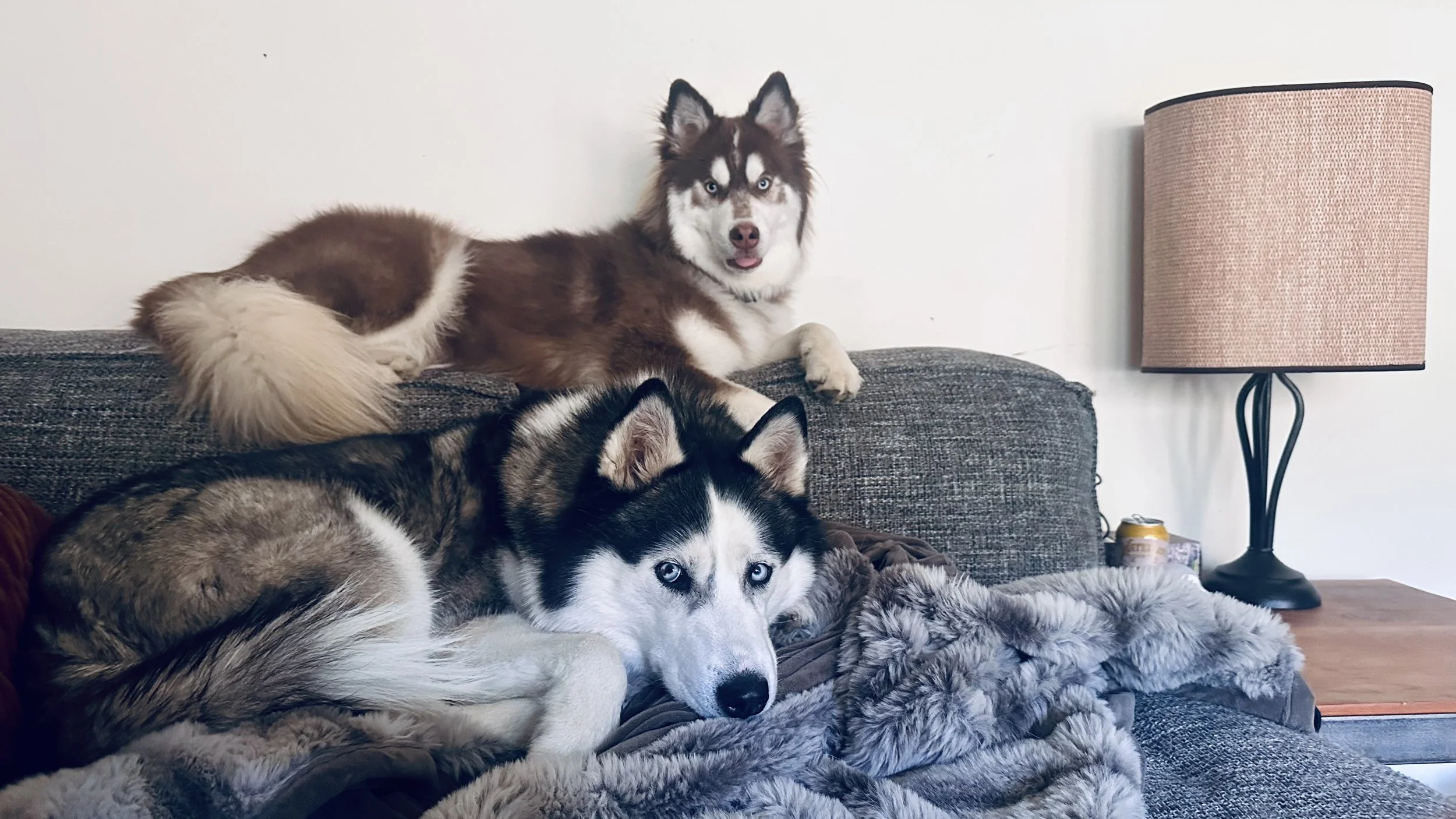 Dag Larson's rescue huskies Gyda and Naya at home in Colorado