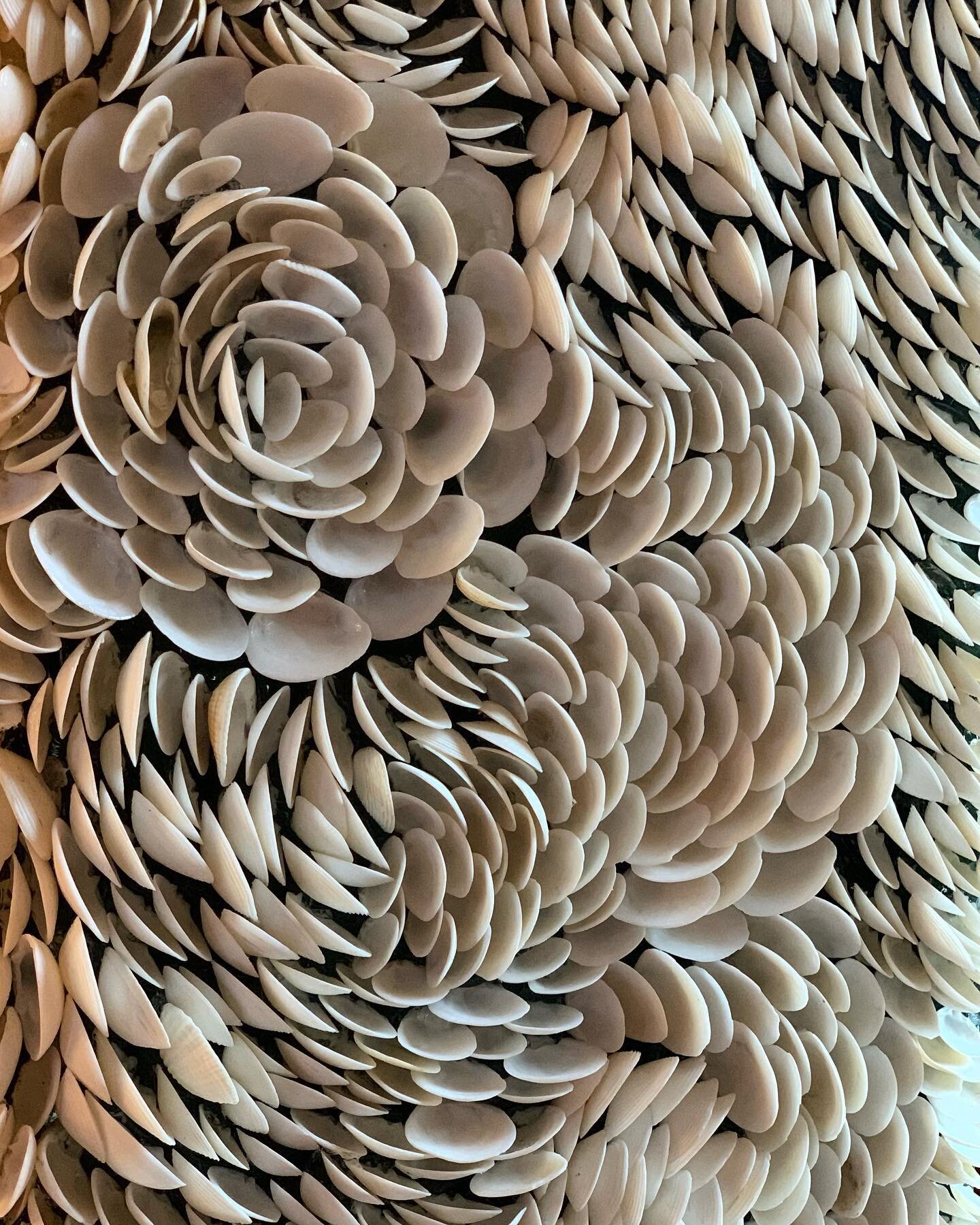 Venus clam shells - background wall  colour can also play a big part. 

These little white beauties are incredibly versatile and resilient. In profusion on a wall they have real presence. 

#shellinteriors
#shellininteriors
#decorativewalls
#shellwal