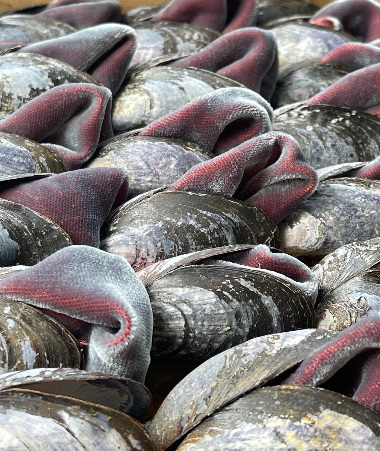 Mussels and velvet wall treatment.

I am using a silver grey silk velvet shot with pink in between these mussel shells. Acoustics are wonderful as well as a feast for the eyes.
#shellinteriors
#shellwall
#decorativeinteriors
#shellwork
#interiorsecor