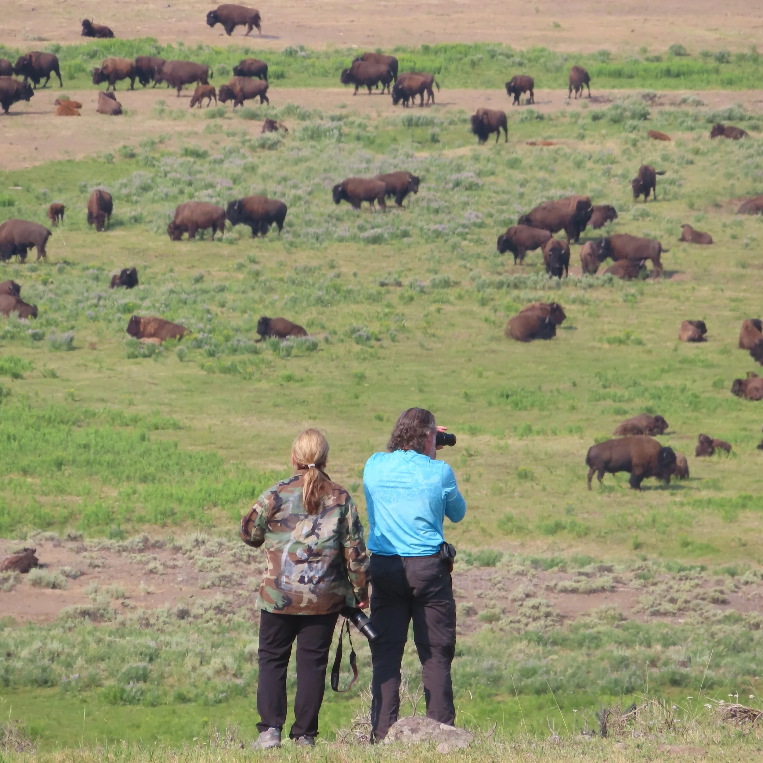 Lamar Valley Safari Hike Yellowstone Hiking Guides