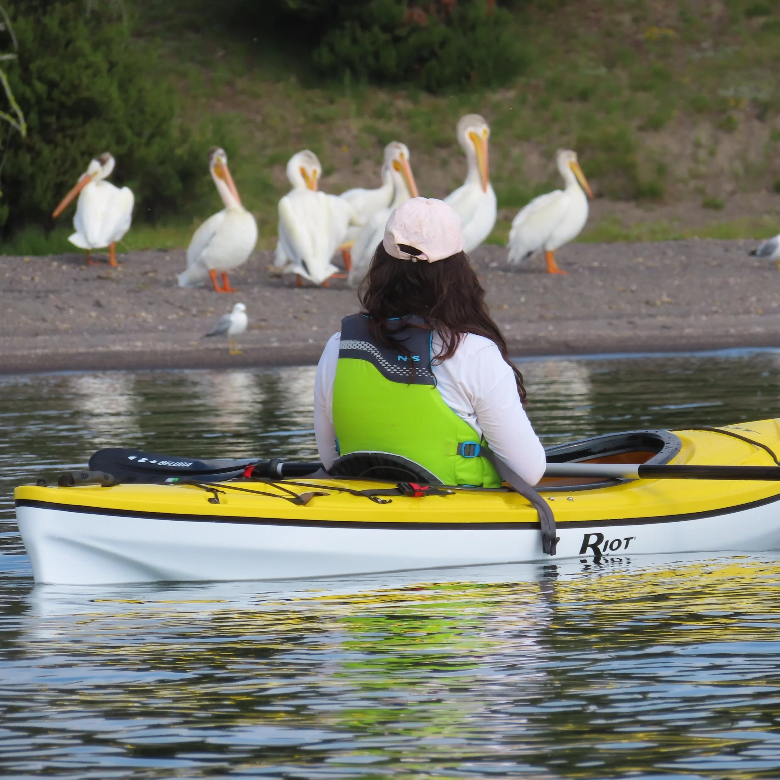 kayak pelican yellowstone hiking guides.JPG