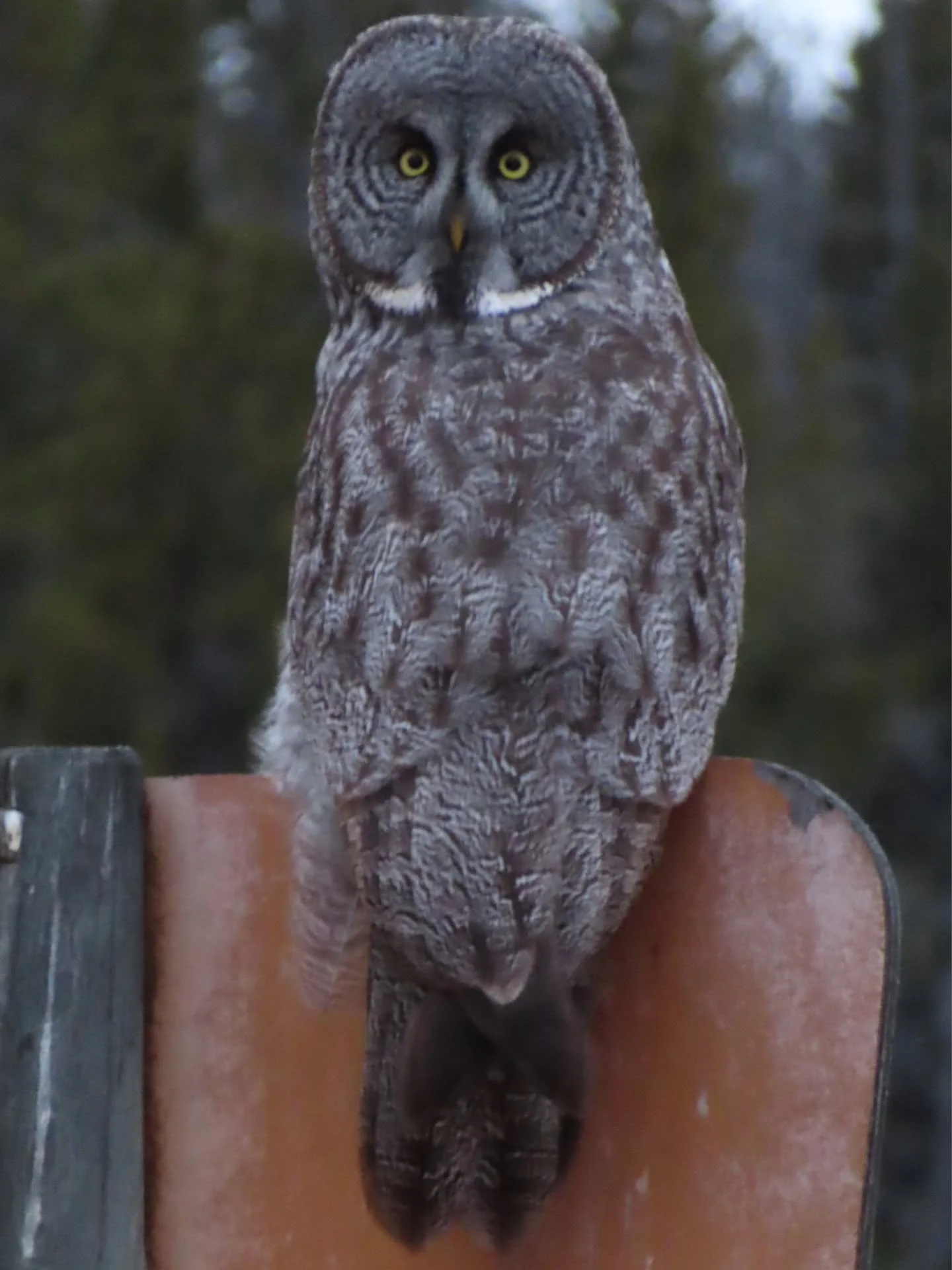 This Great Gray Owl gave us a vouge show!

You never know what you'll see in Yellowstone. Join us for surprises that will blow your mind!

Tours February through October. Visit yellowstonehikingguides.com for up-to-date availability.

#yellowstonehik