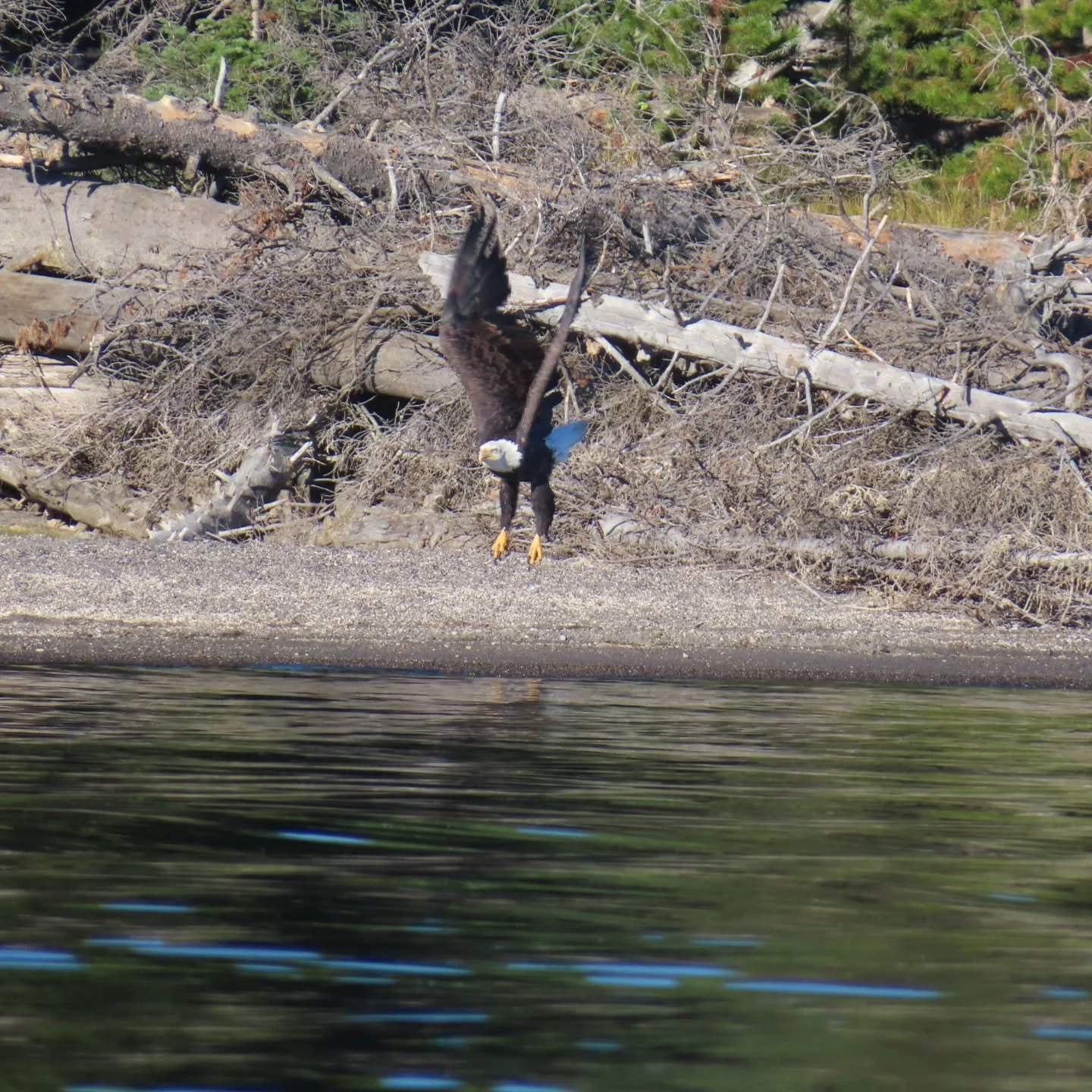 Birds of Yellowstone Lake seen on our kayak tours. Many folks ask where all the birds are. A lot of them call Yellowstone Lake home for the summer.

Join us to bird nerd out on a Yellowstone Lake Kayak Tour! Up-to-date availability at yellowstonehiki