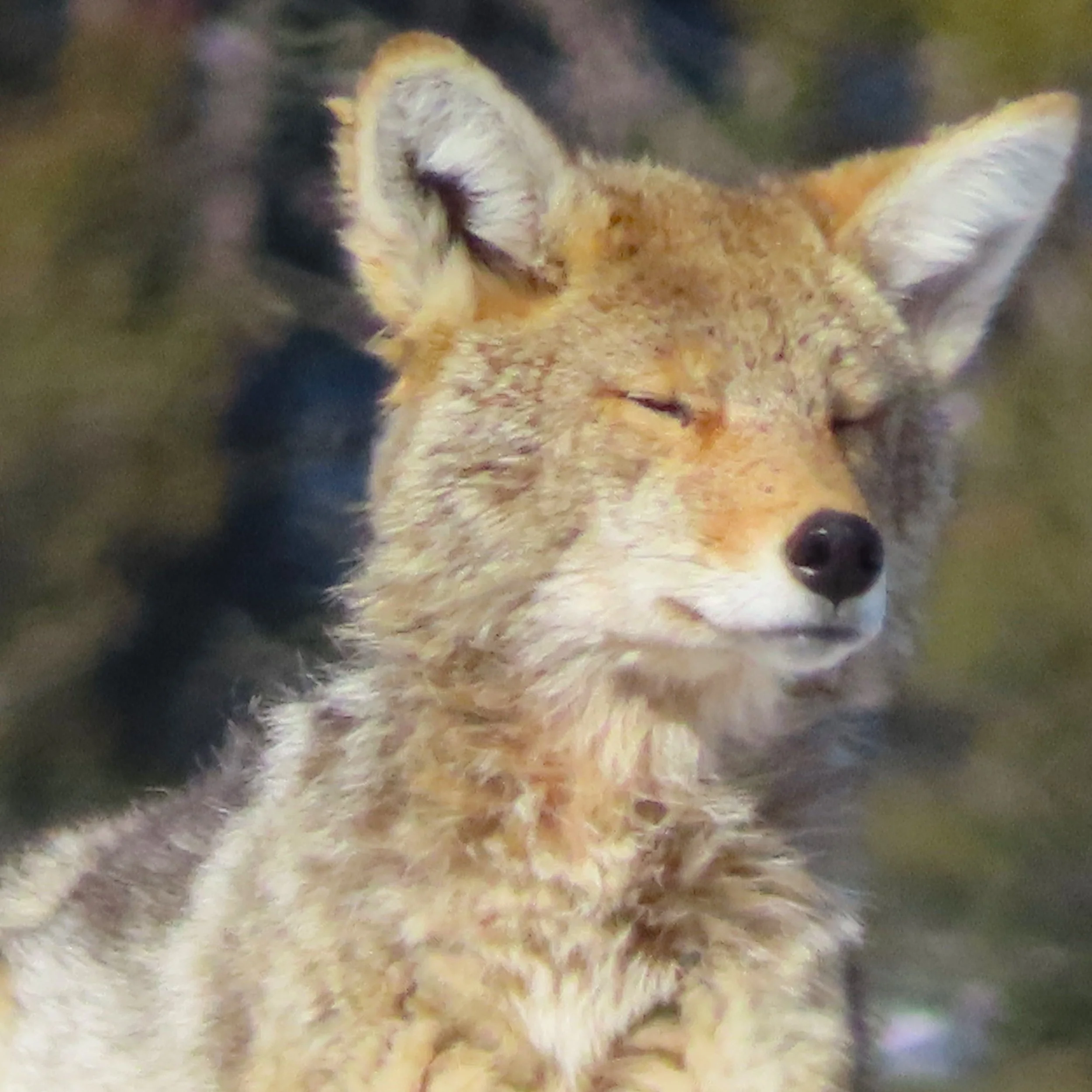 Winter Wildlife Tour