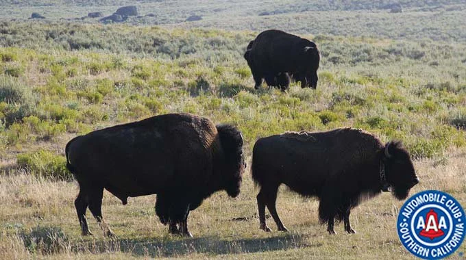 AAA On a family road trip through Glacier and Yellowstone National Parks