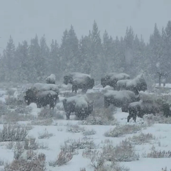 Winter Wildlife Tour