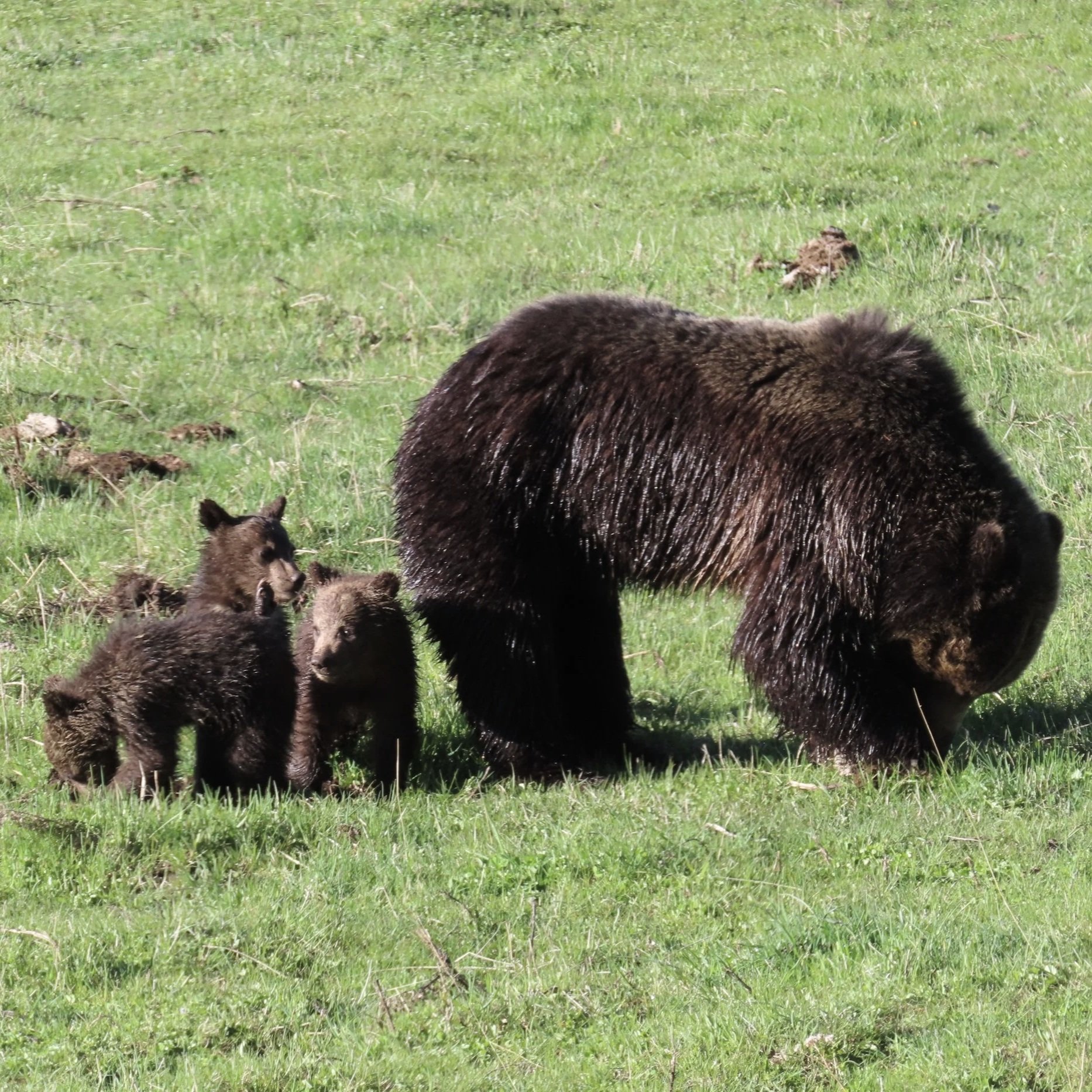 Grizzly Bear Family in Yellowstone National Park