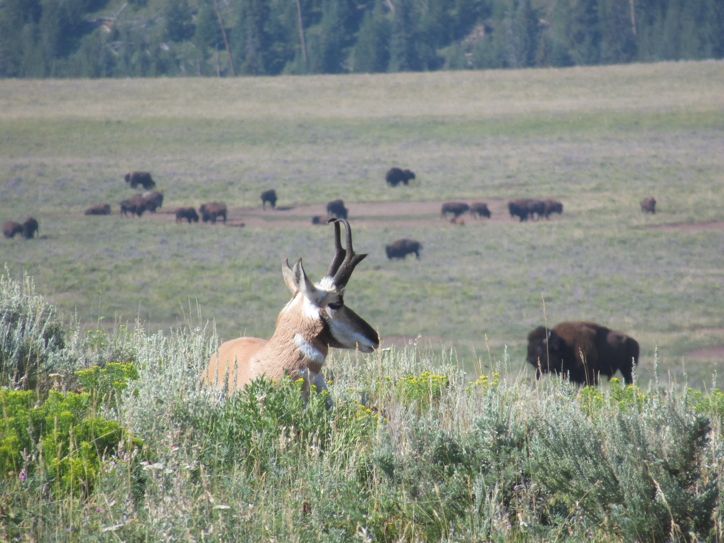 lamar valley pronghorn and bison.JPG