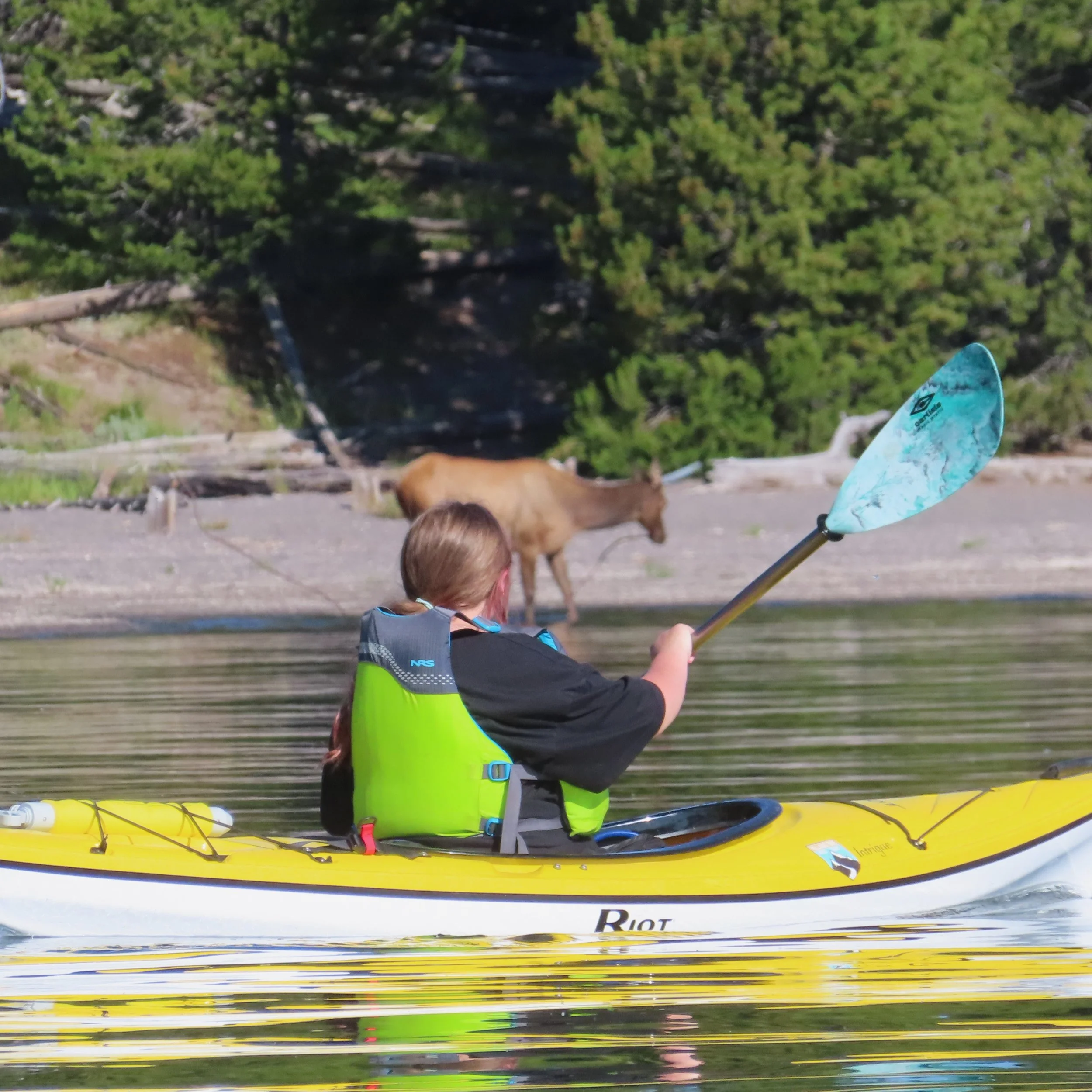 kayaking with elk.JPG