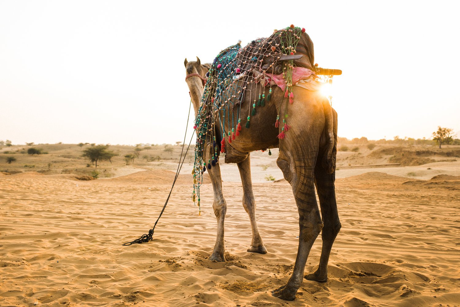 TaraShupe_Photography_Humanitarian_Photographer_Female_Storyteller_NGO_WomenFilmmakers_Pushkar, India040.jpg