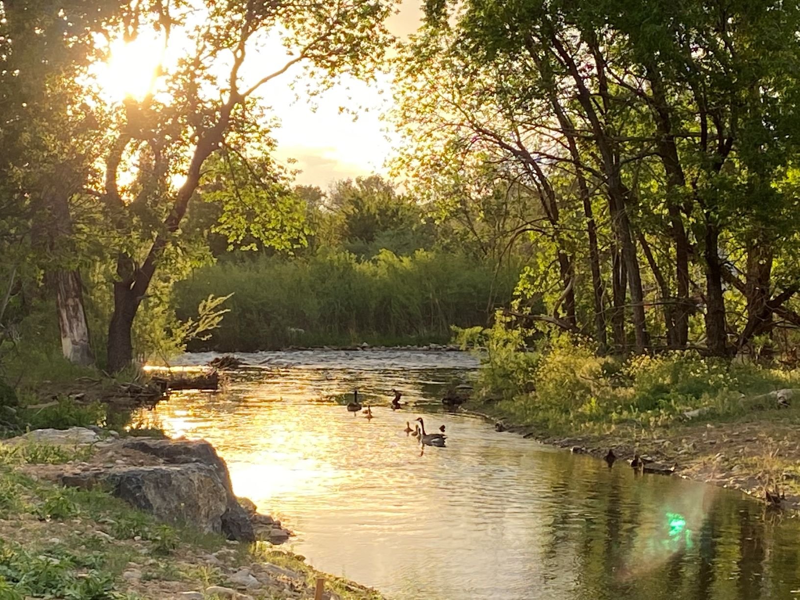 A family of geese raised their young on our section of the river this spring.JPG