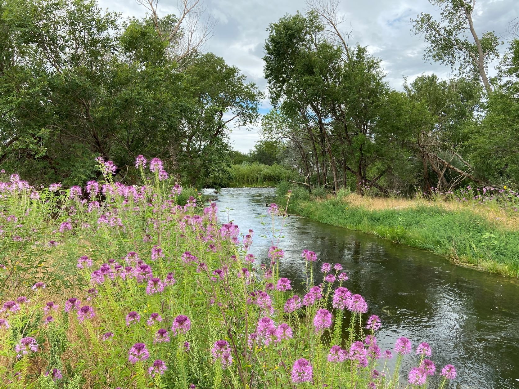 Bee plant in bloom near the confluence of the new channel and the river.JPG