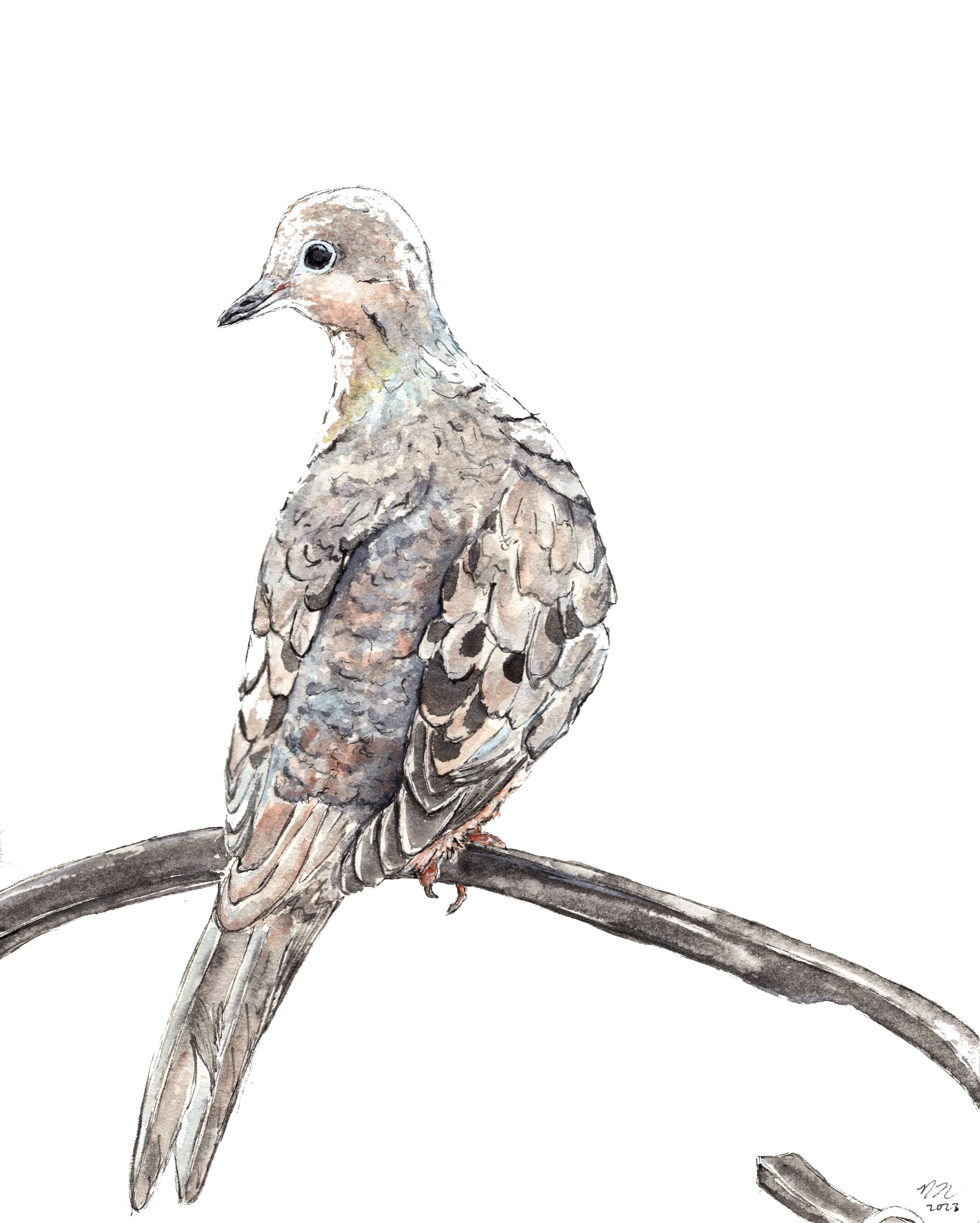 MourningDoveUpdated.jpg