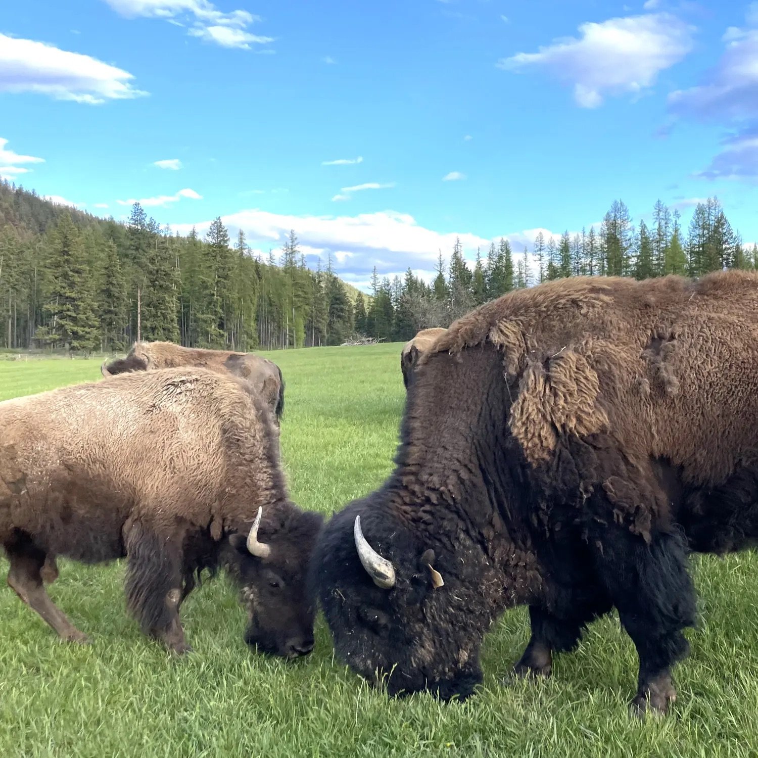 Bison-grazing.jpeg