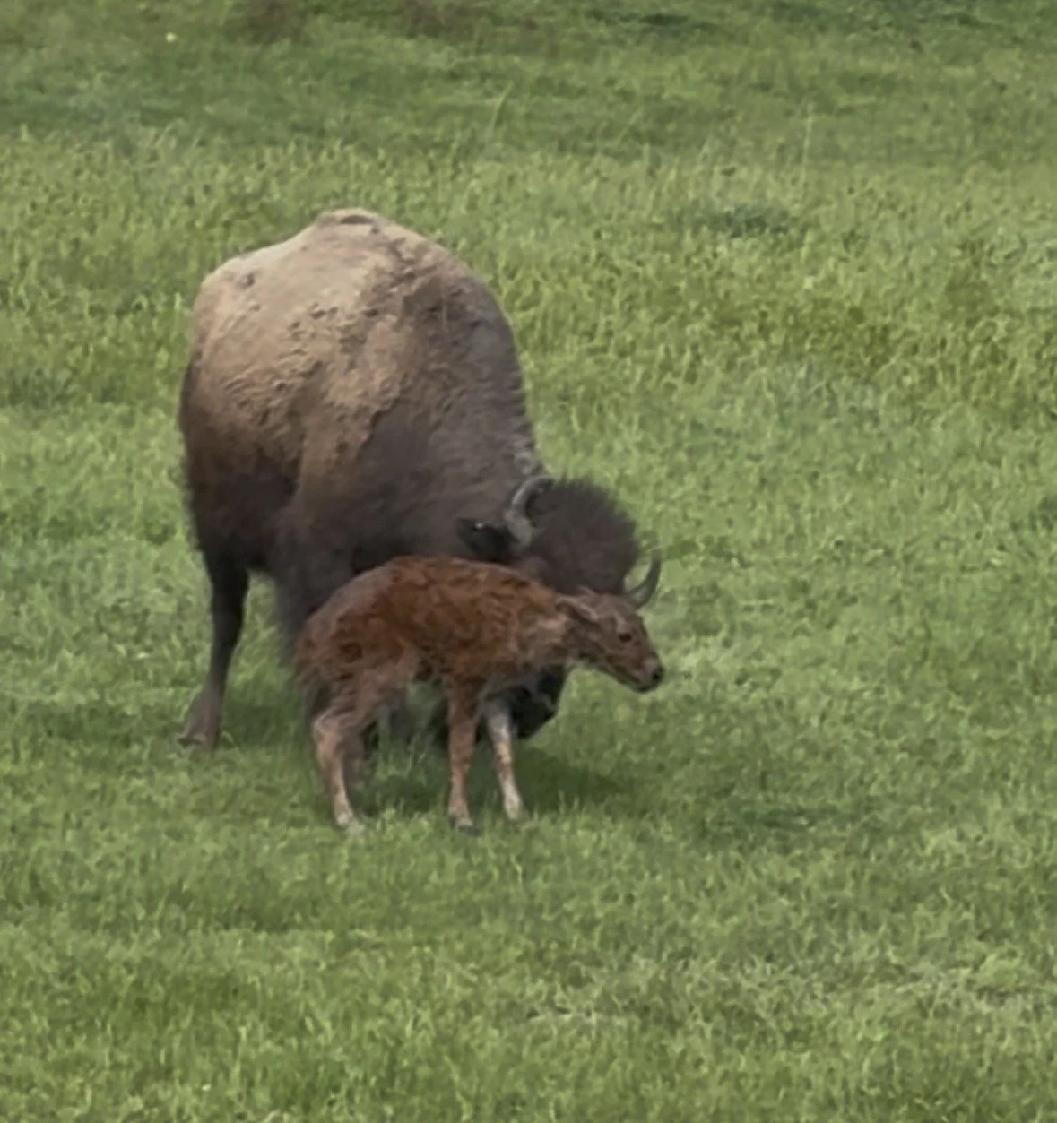 Another Baby’s first Steps