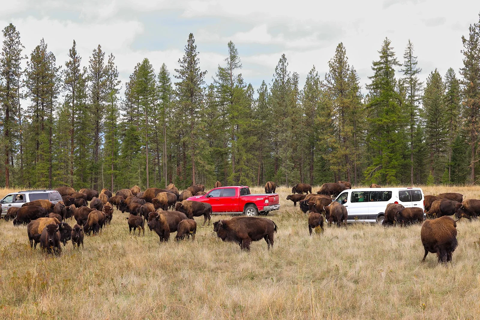 Harlow Ranch and the Montana Tree Farm