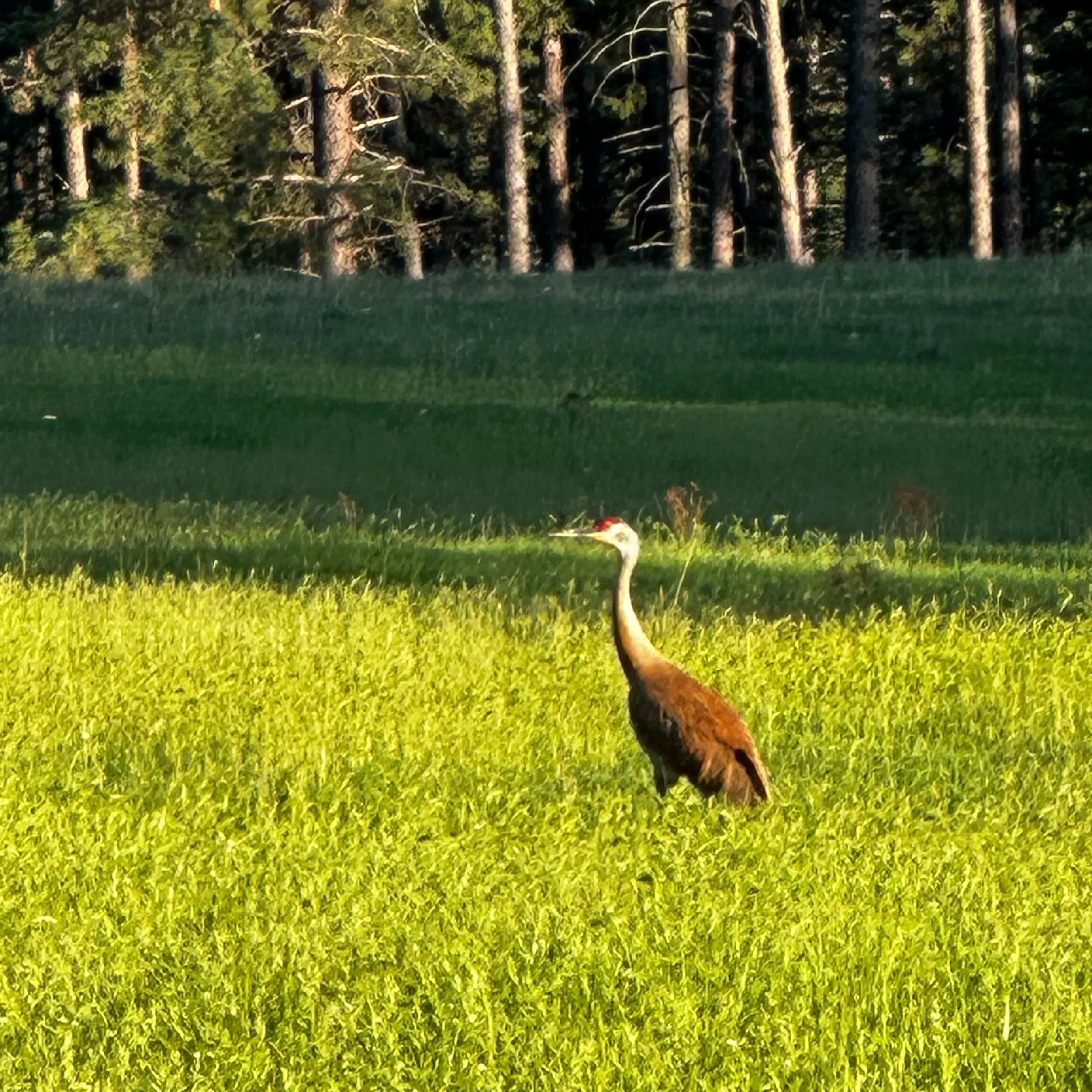 Audbon Certified Bison Ranch Bird List